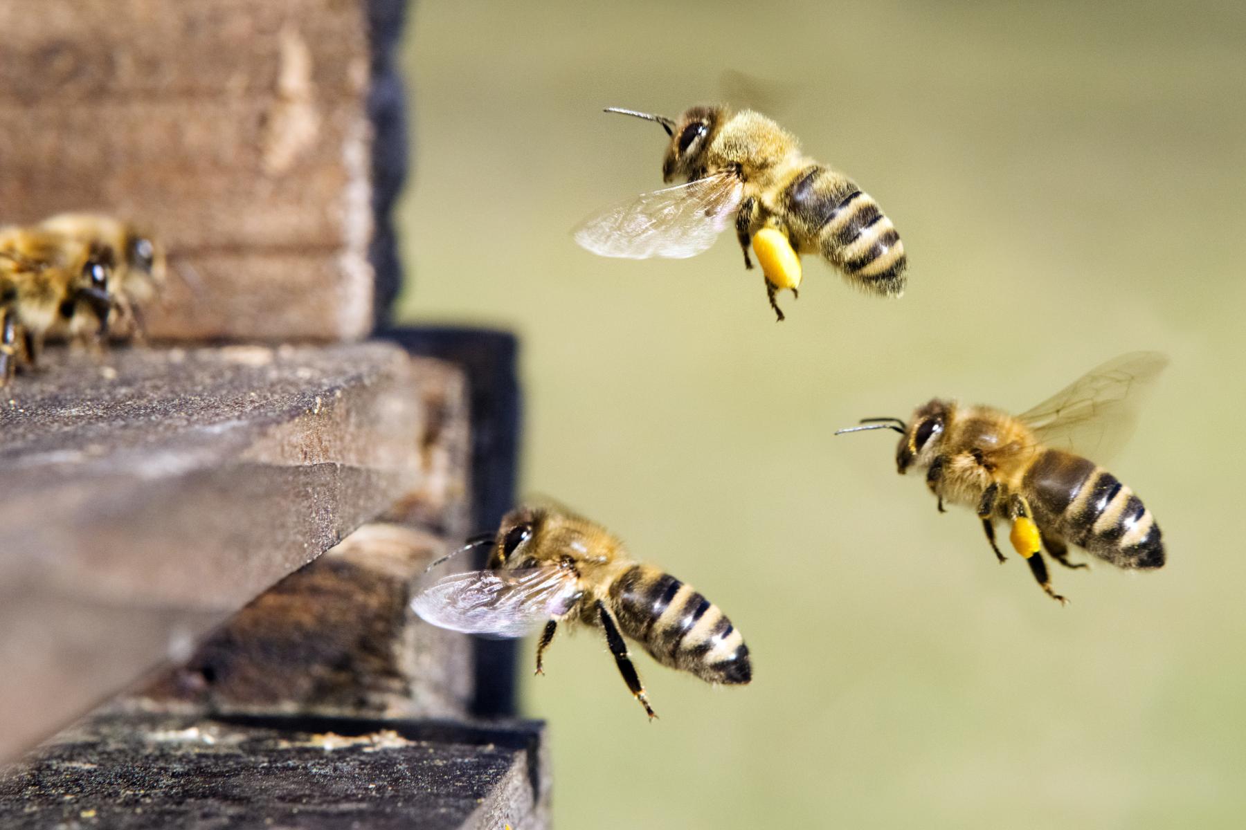 Drei Bienen fliegen in Richtung eines Bienenstocks, eine Biene trägt Pollen an den Hinterbeinen. Eine weitere Biene ist schon im Bienenstock gelandet.