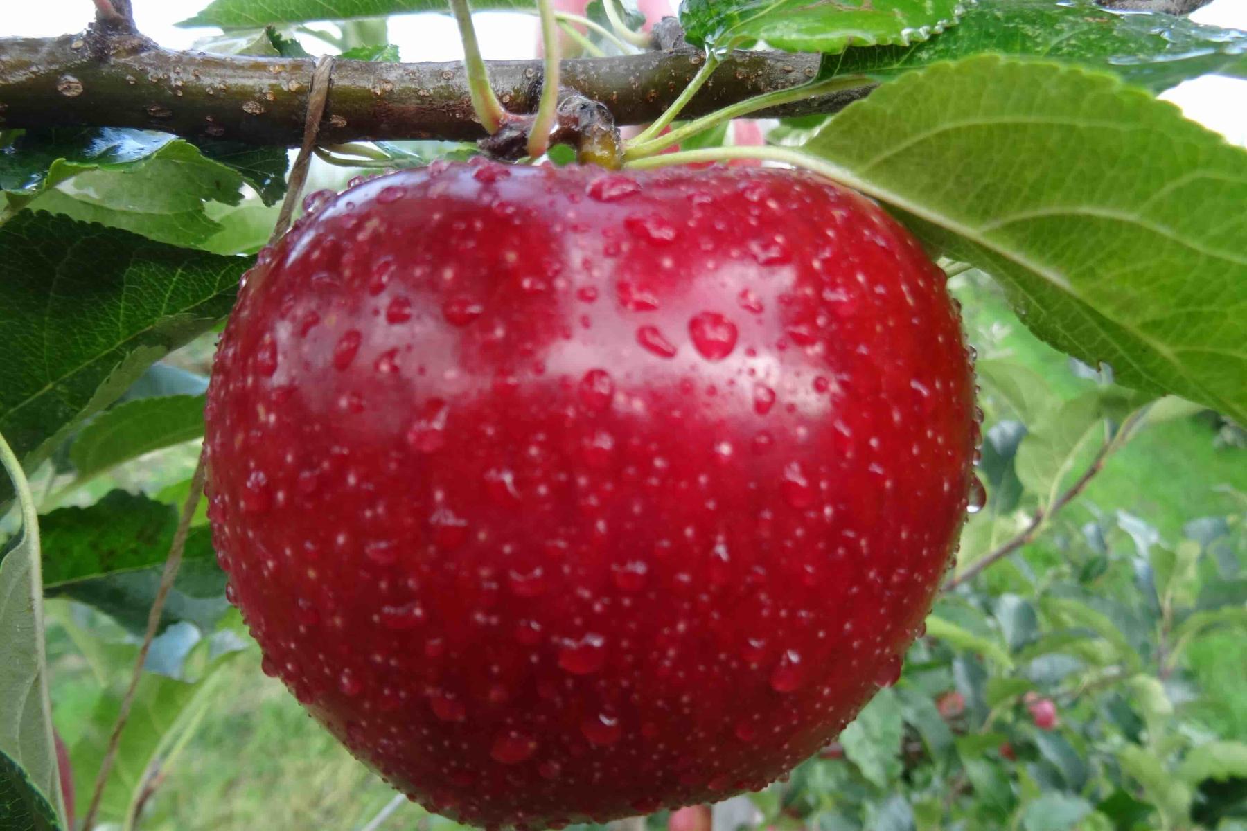 Die rote Apfelsorte Natyra