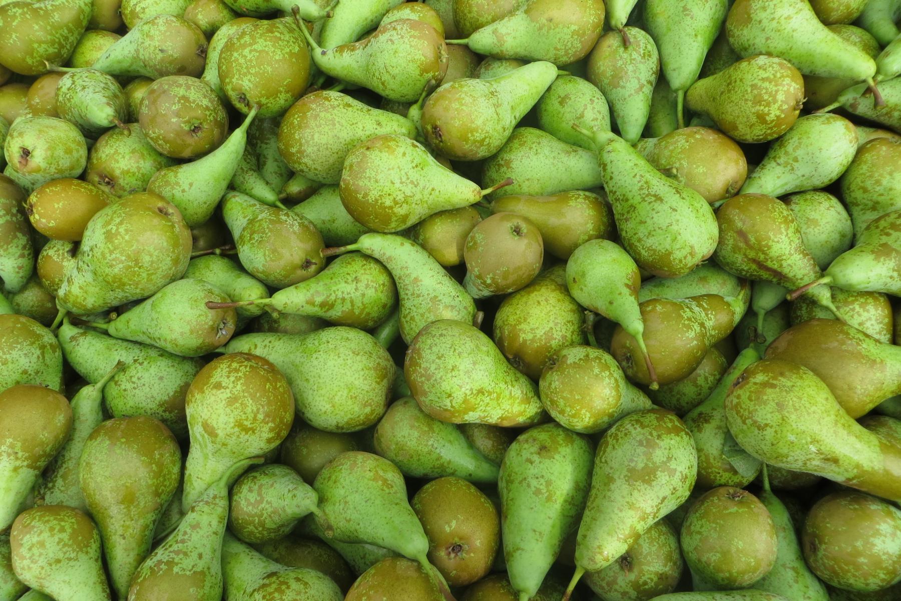 Viele grüne Birnen mit kleinen braunen Flecken, dicht nebeneinander liegend