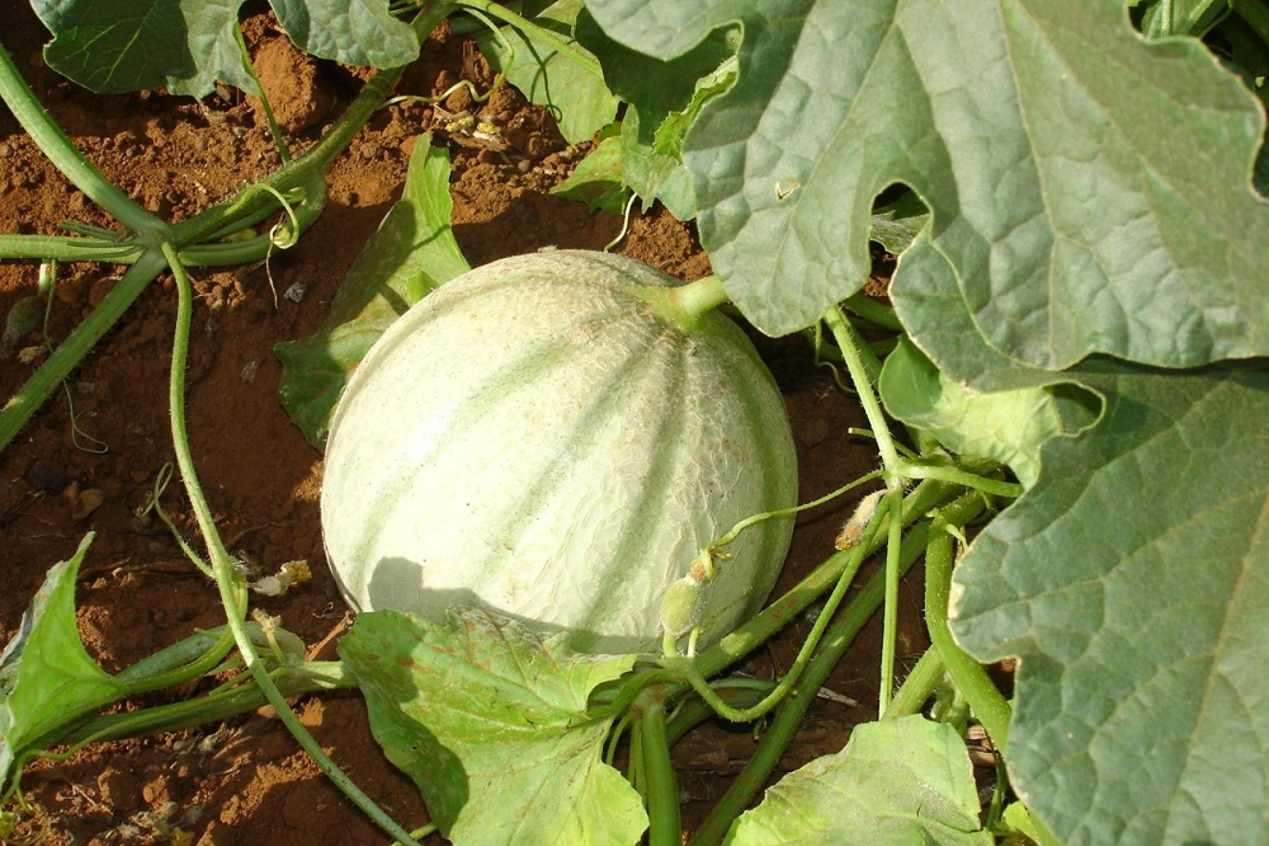 Brasilianische Cantaloupe auf dem Feld