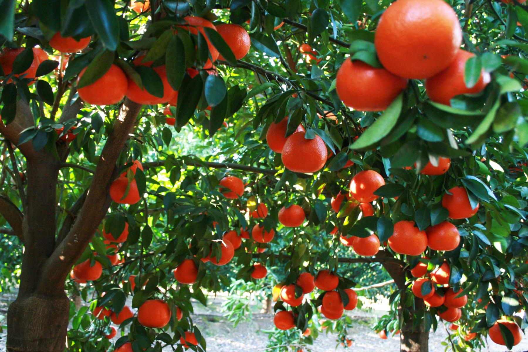 Citrusfrüchte am Baum