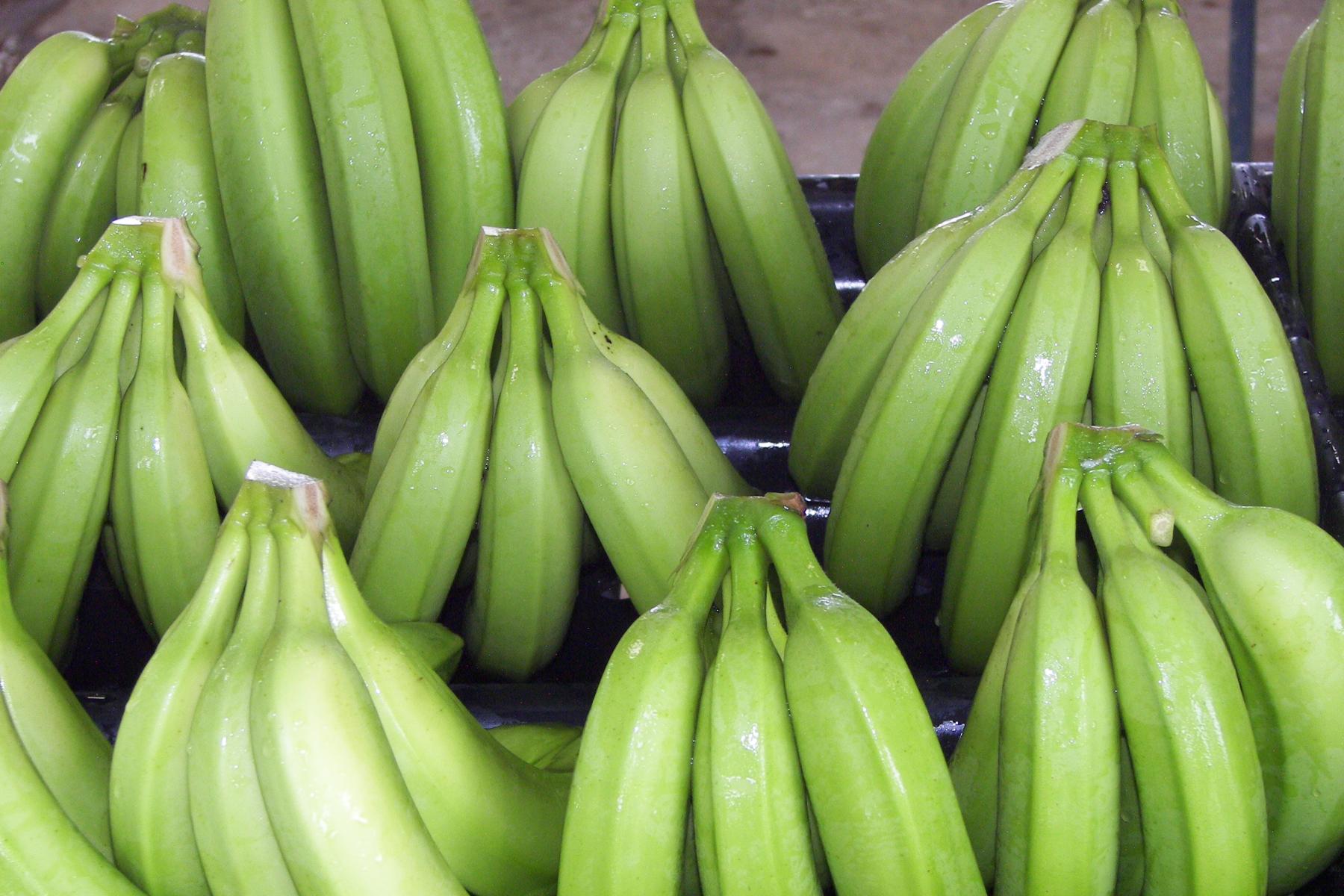 grüne Bananen