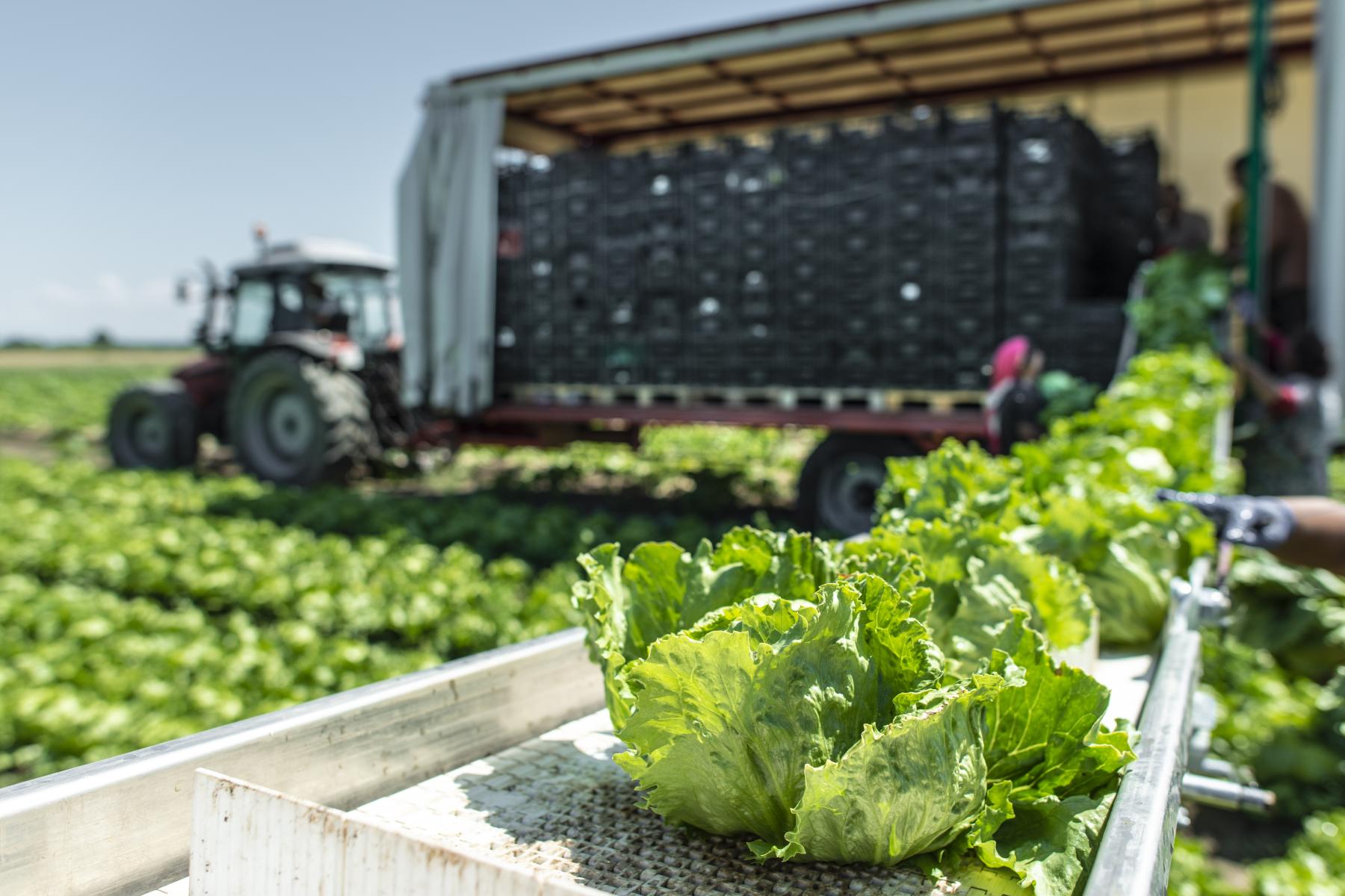 Salaternte mit Traktor auf dem Feld