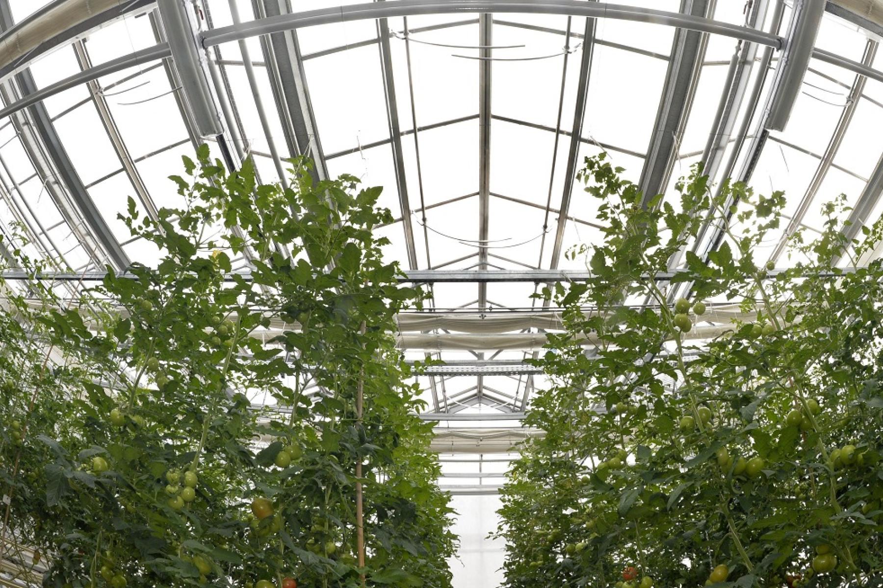Tomatenpflanzen wachsen in einem Gewächshaus mit Glasdach und Metallrahmen