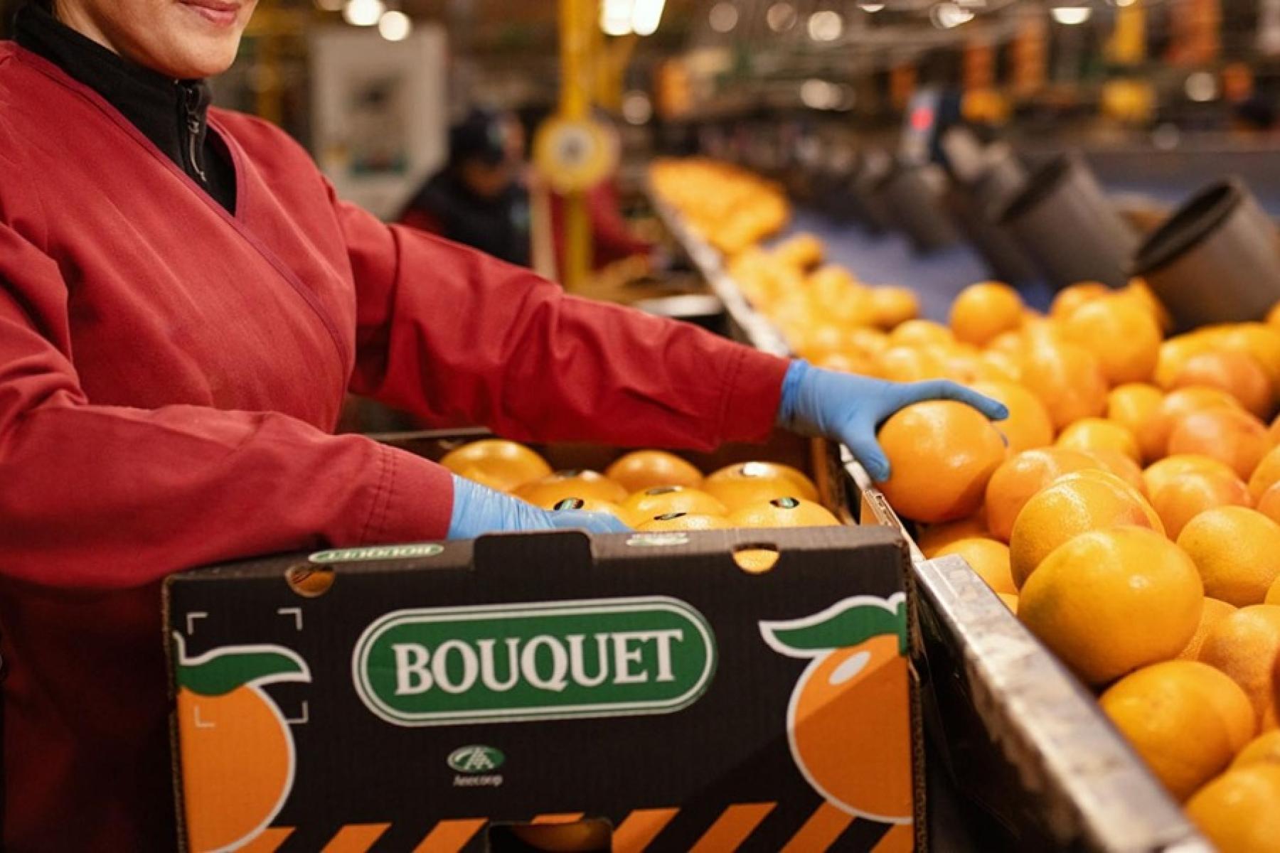 Mitarbeiterin verpackt Grapefruits in Kiste mit 'BOUQUET' Logo bei Anecoop