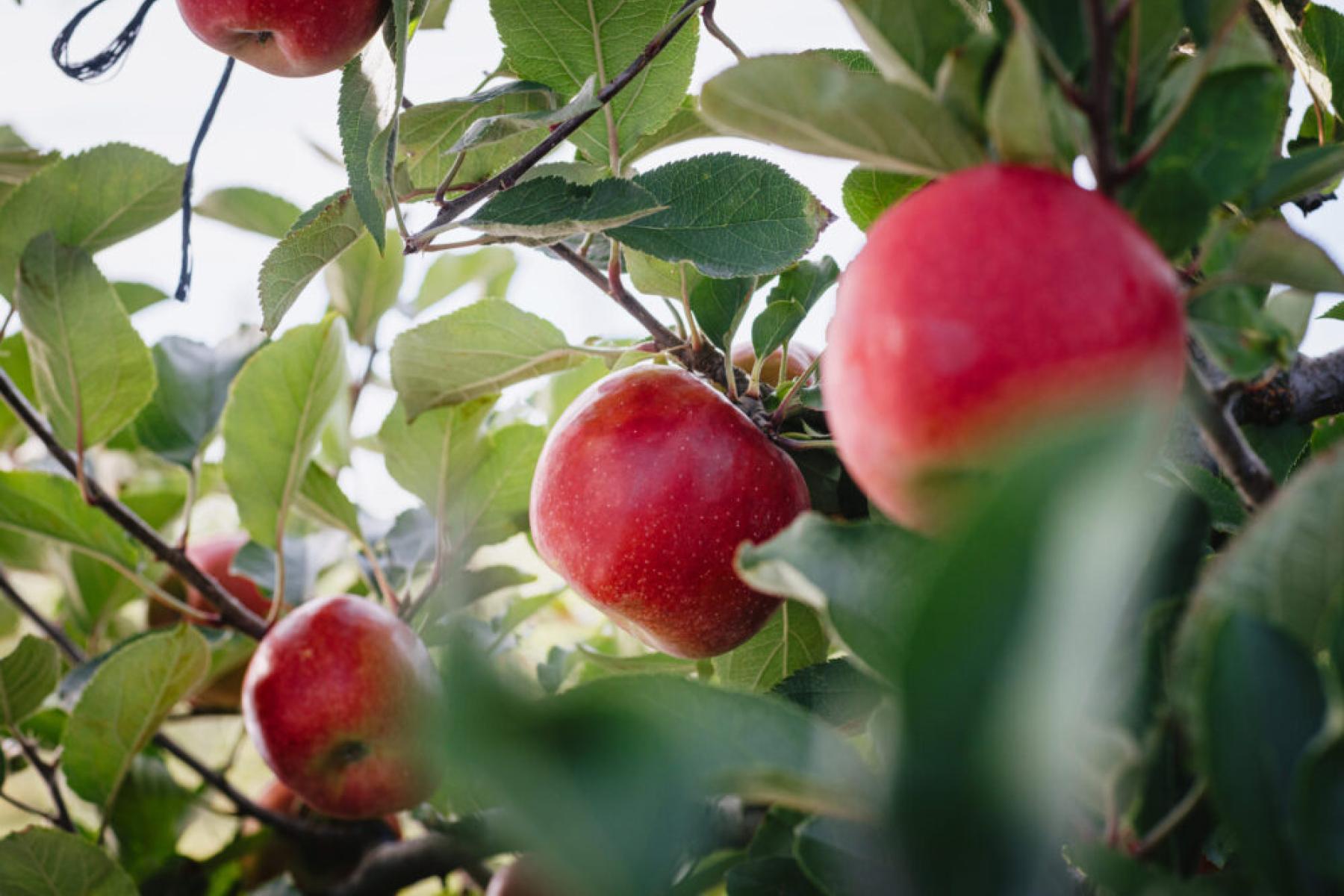 rote Äpfel am Baum