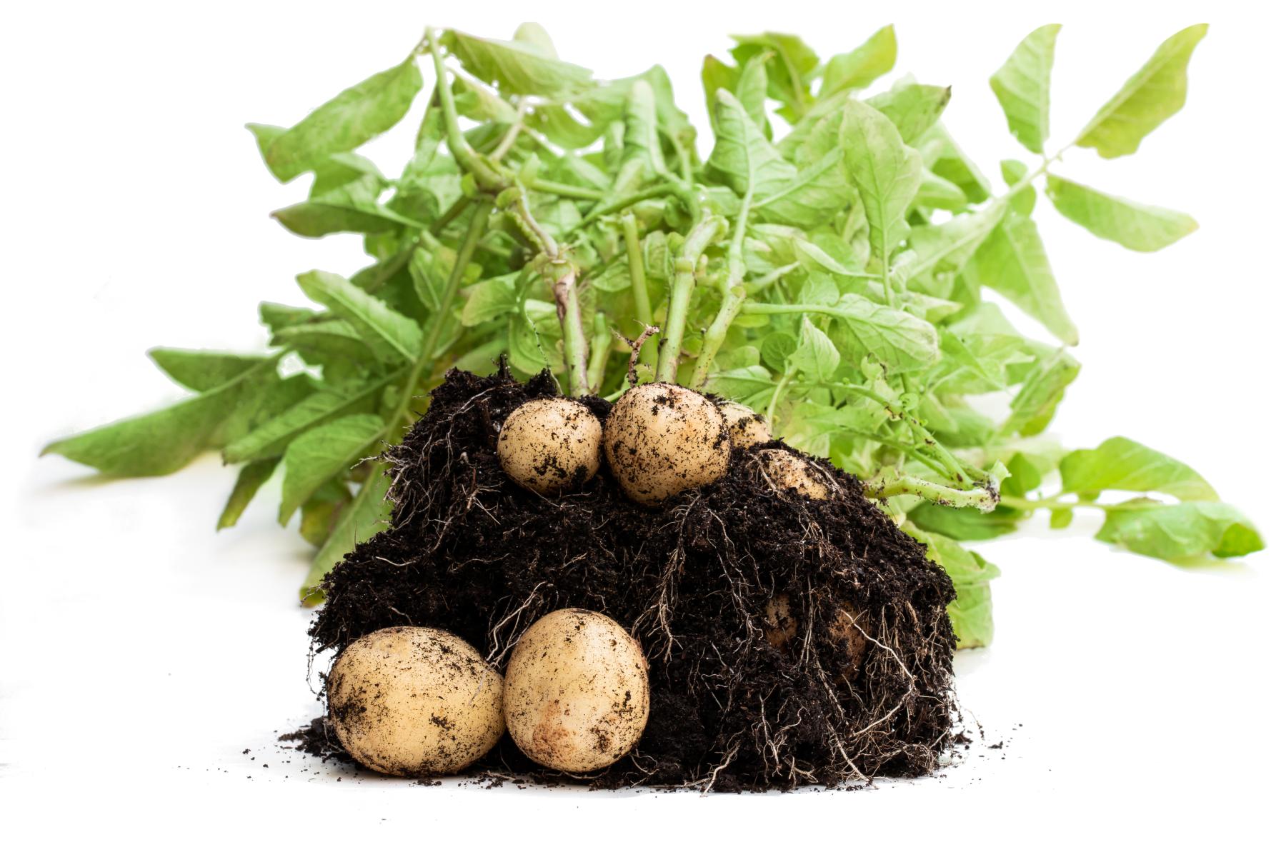 Kartoffeln mit Erde