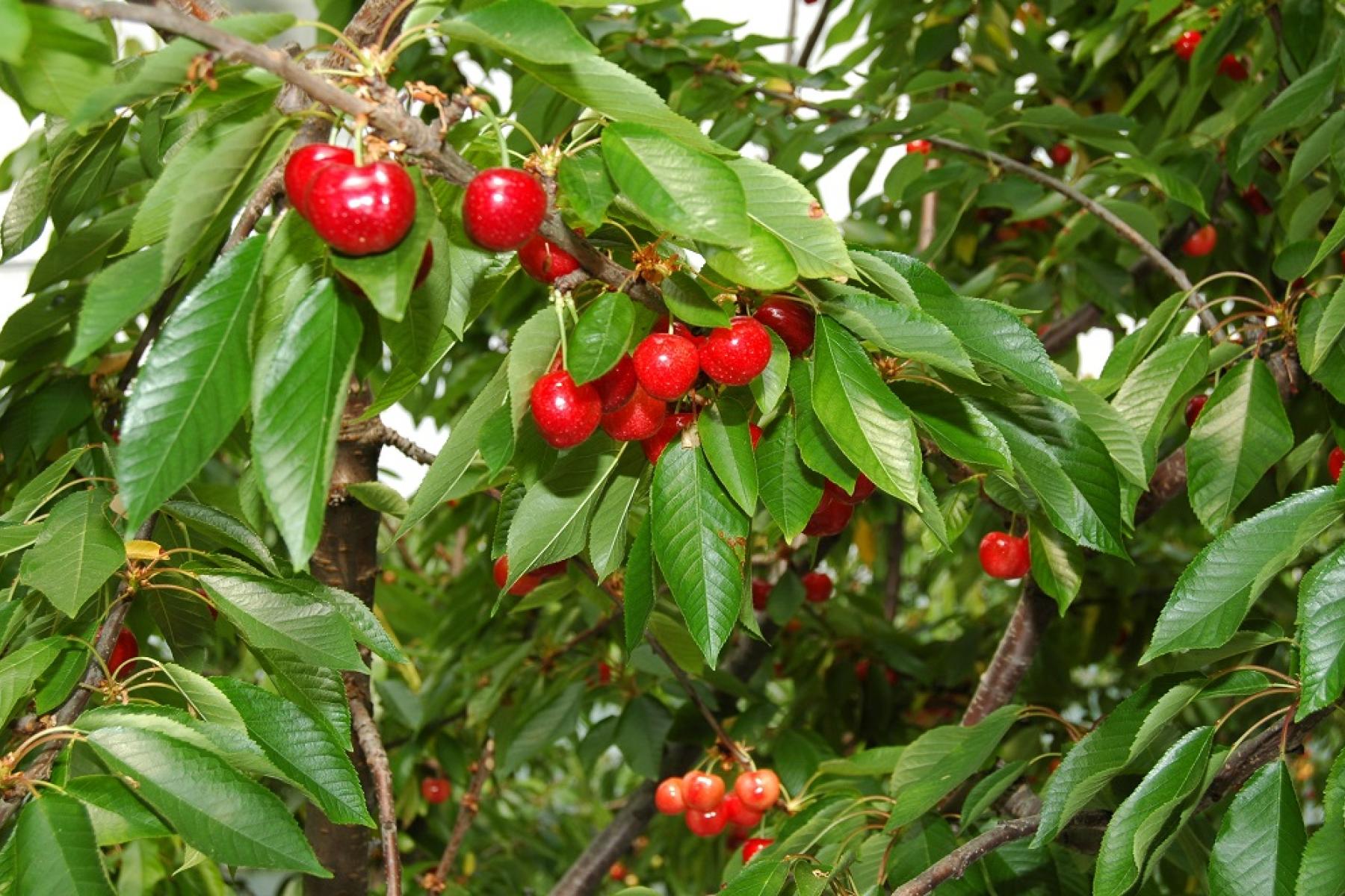 Reife rote Kirschen hängen an grünen Blättern eines Kirschbaums