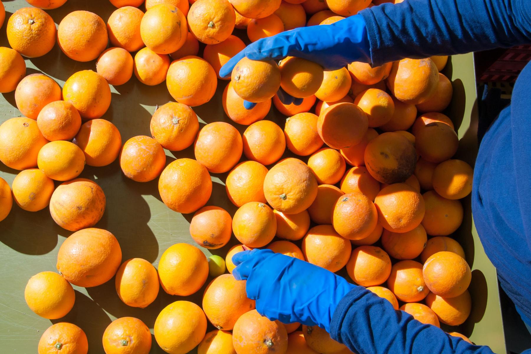 Person sortiert Citrusfrüchte