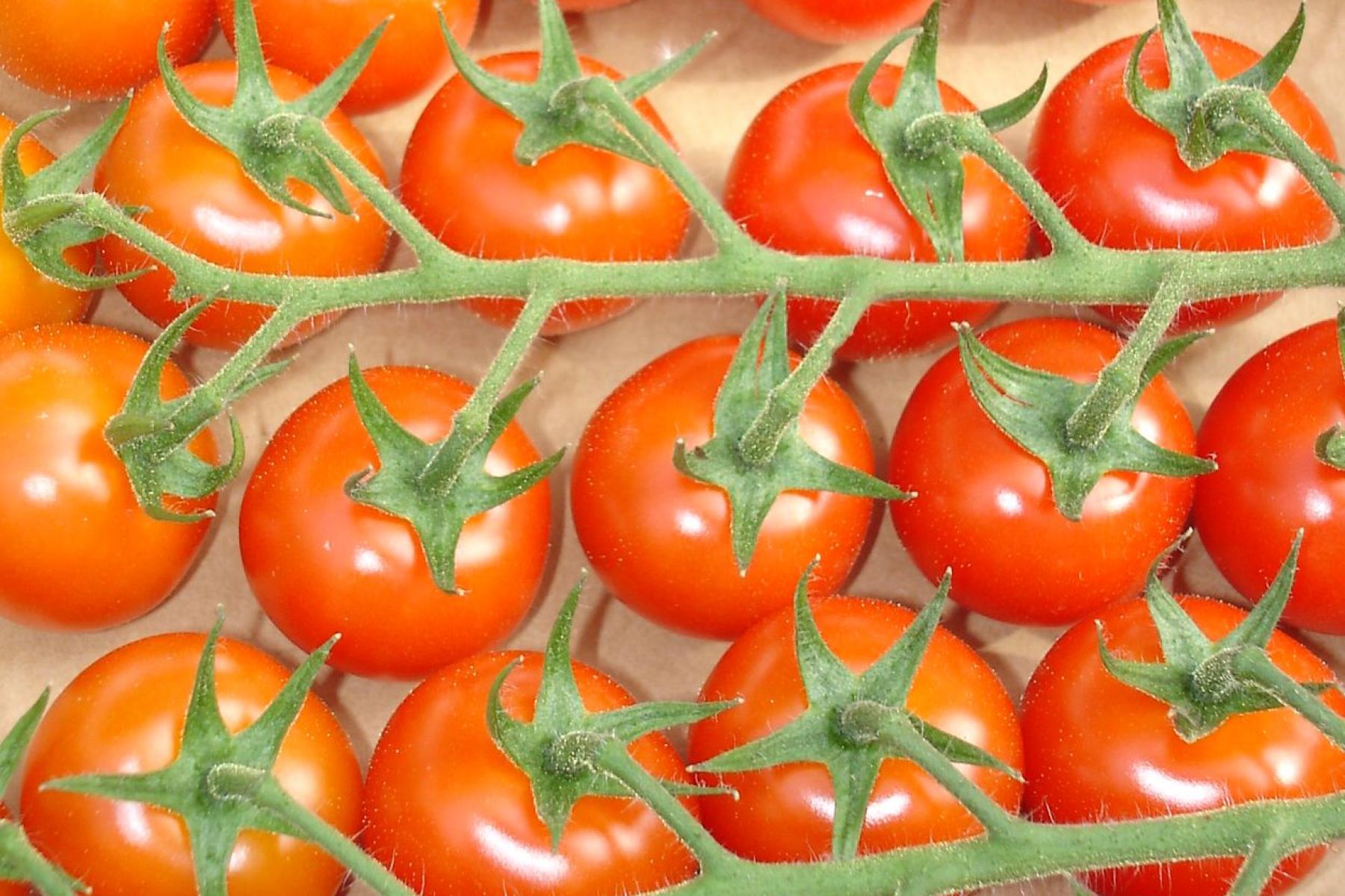 Reife, rote Tomaten an grünen Stielen, dicht nebeneinander angeordnet