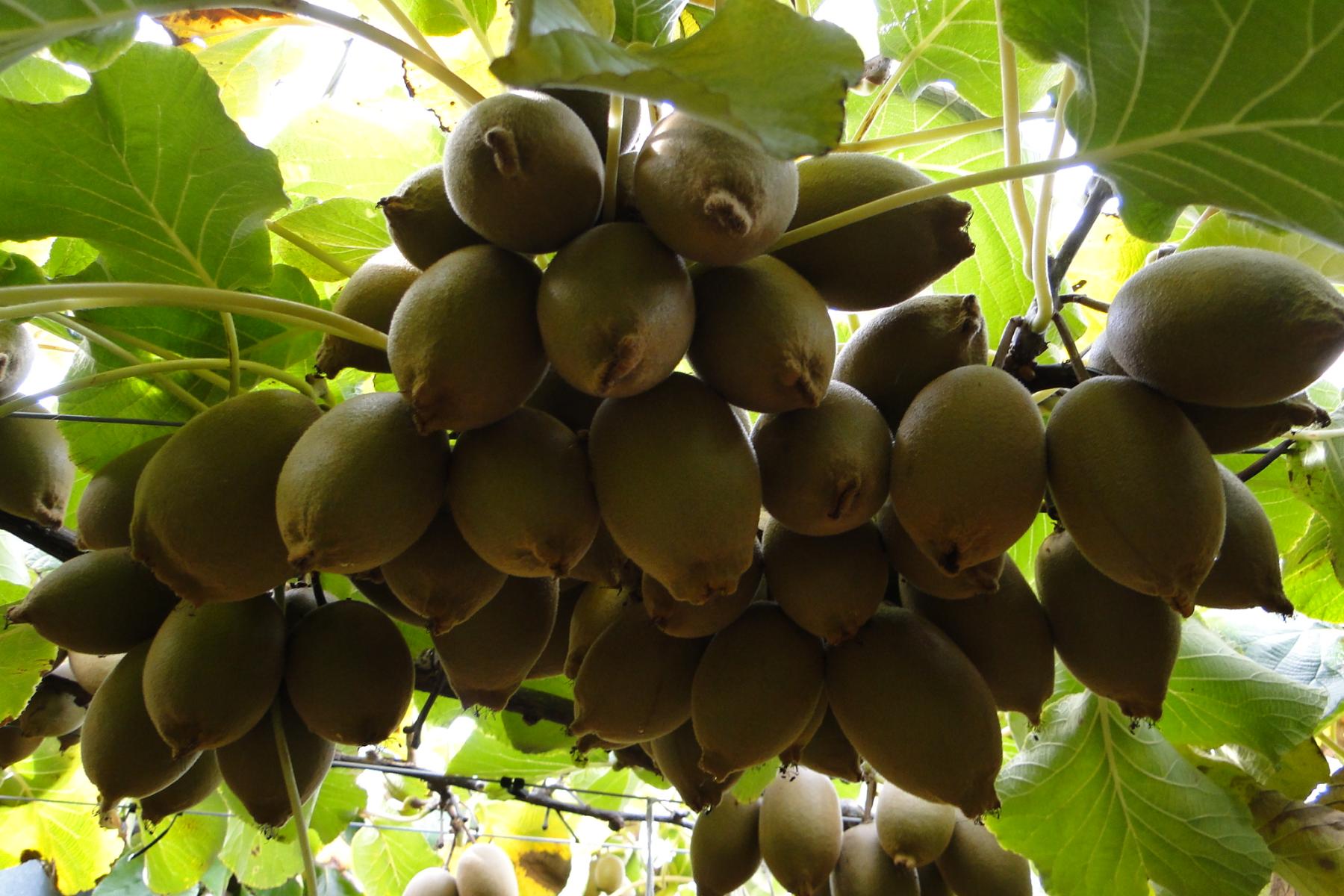 Kiwis am Baum