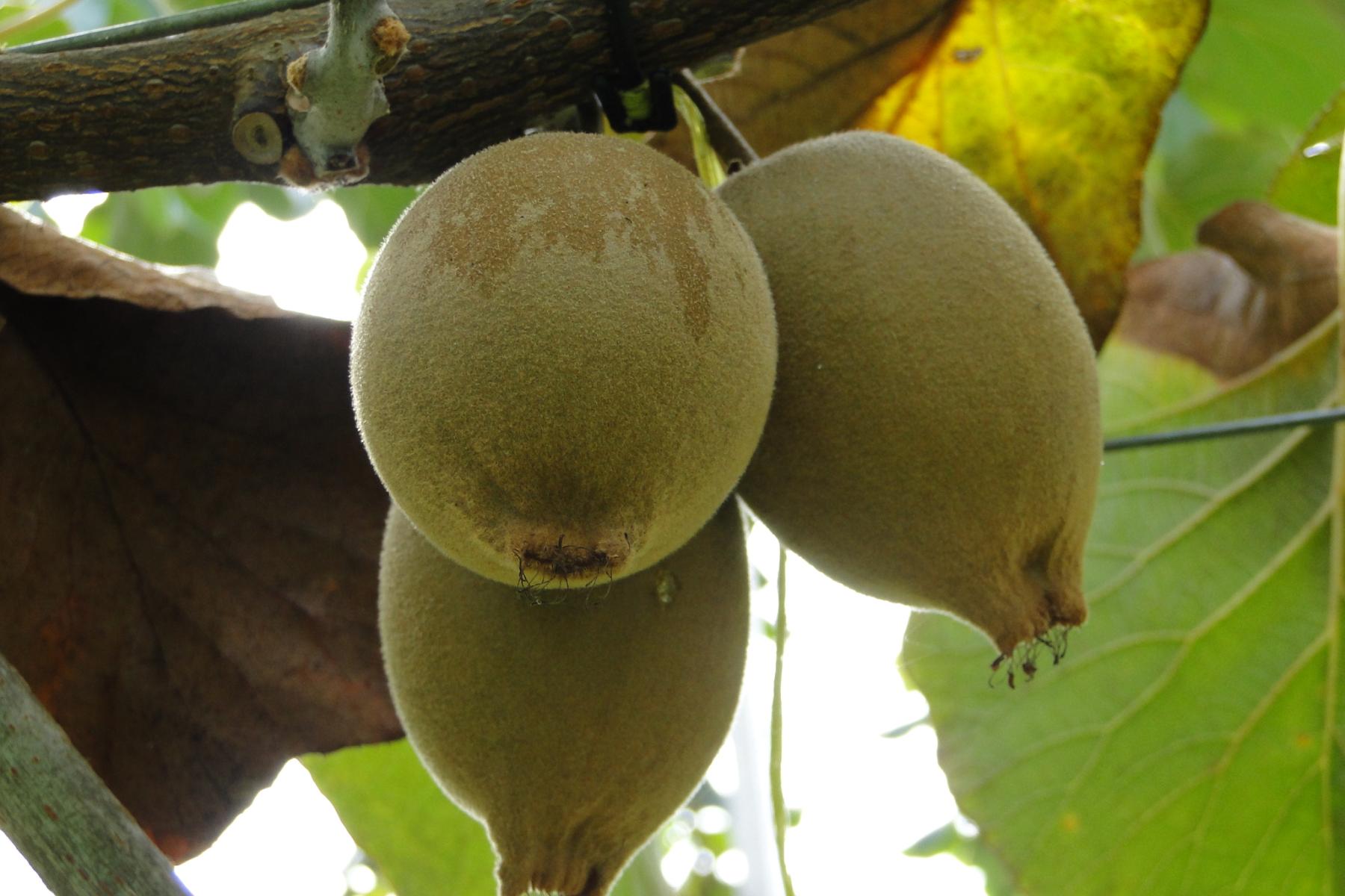 Kiwis am Baum