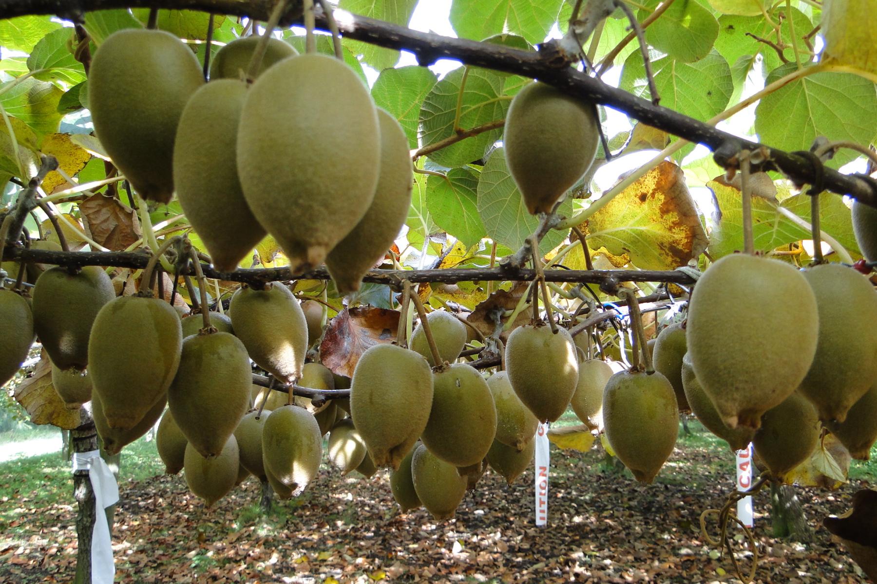 Kiwis am Baum