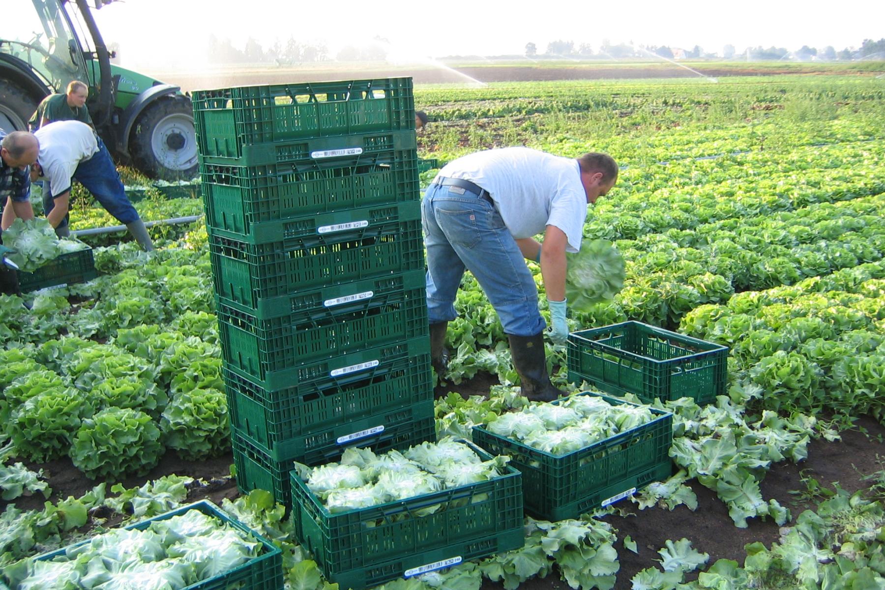 Männer ernten Kopfsalat auf einem Feld, legen ihn in grüne Kunststoffkisten, Traktor im Hintergrund