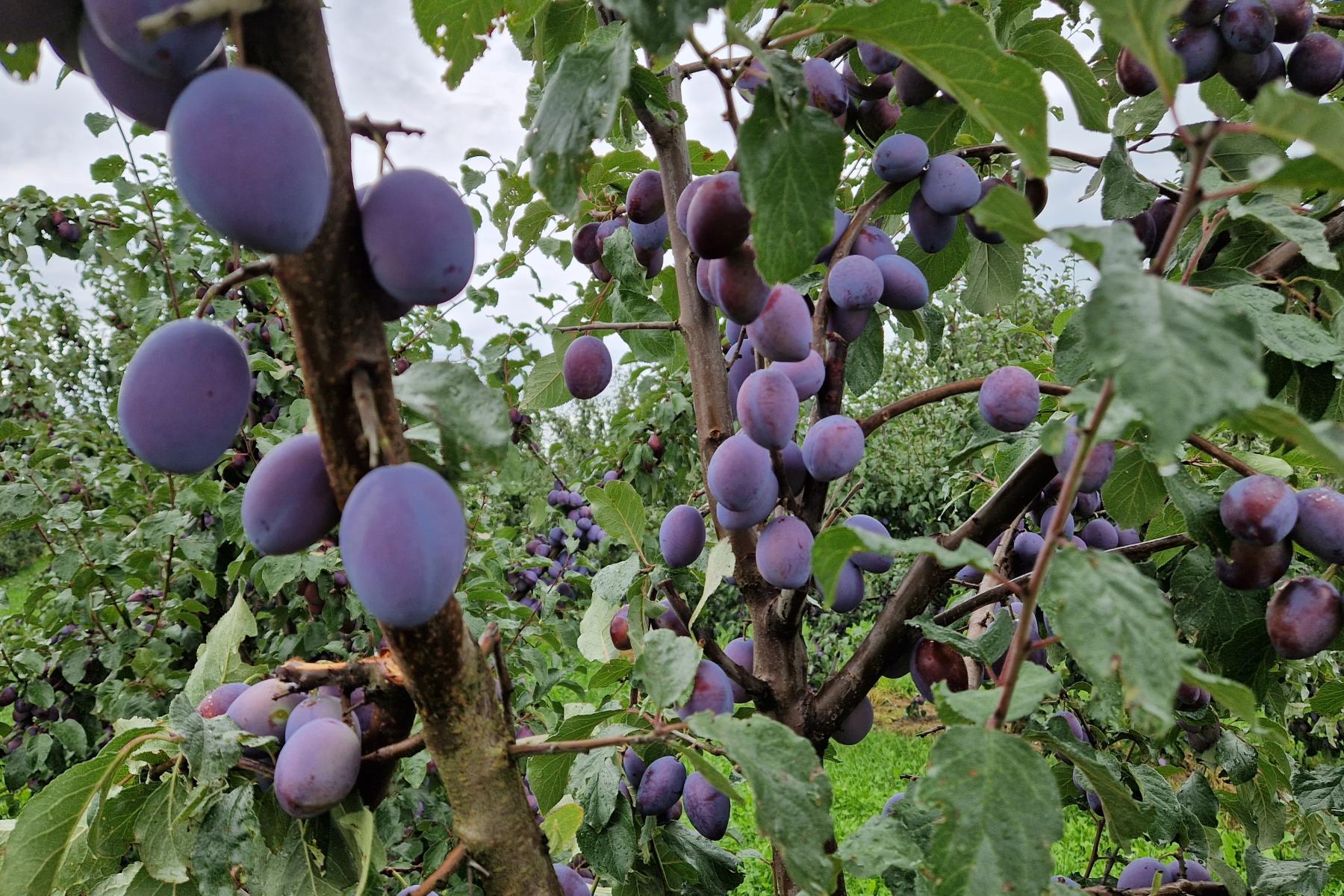Reife Zwetschen hängen an Ästen eines Baums in einem Obstgarten