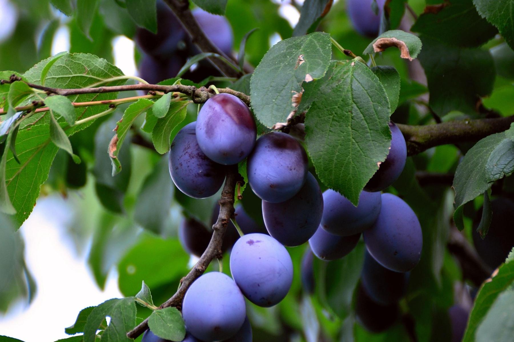Pflaumen am Baum