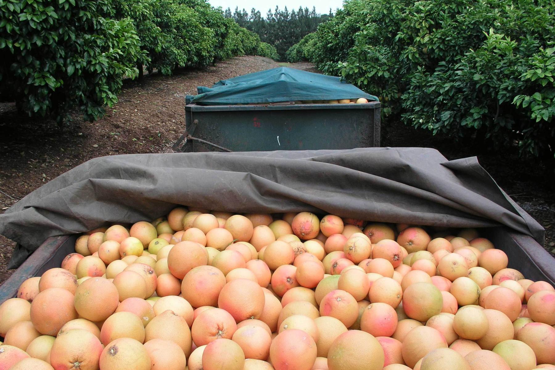 Kiste voller geernteter Star Ruby Grapefruits auf einem Feld zwischen grünen Bäumen in Südafrika