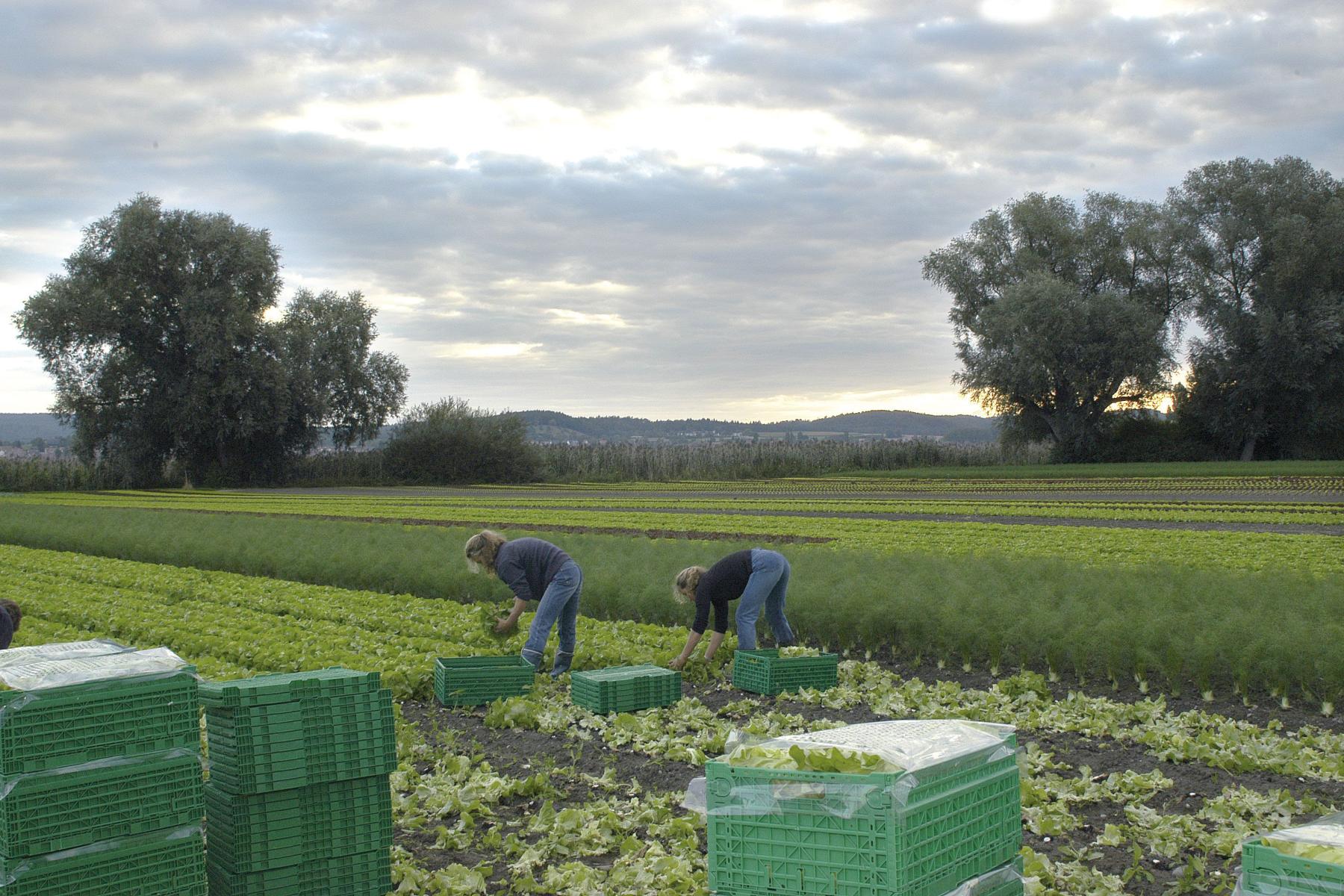 Zwei Personen ernten Salat auf einem Feld unter bewölktem Himmel