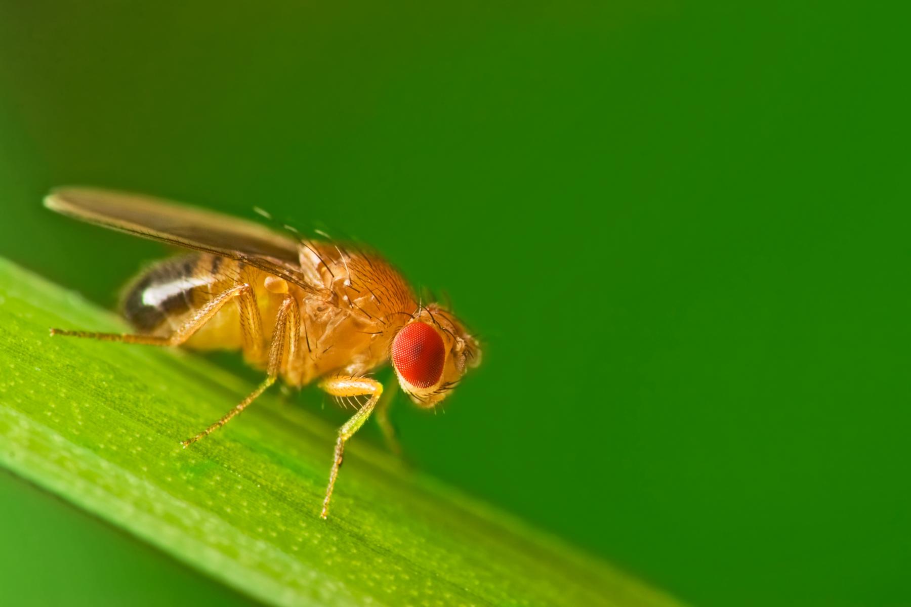 Fruchtfliege auf Grashalm