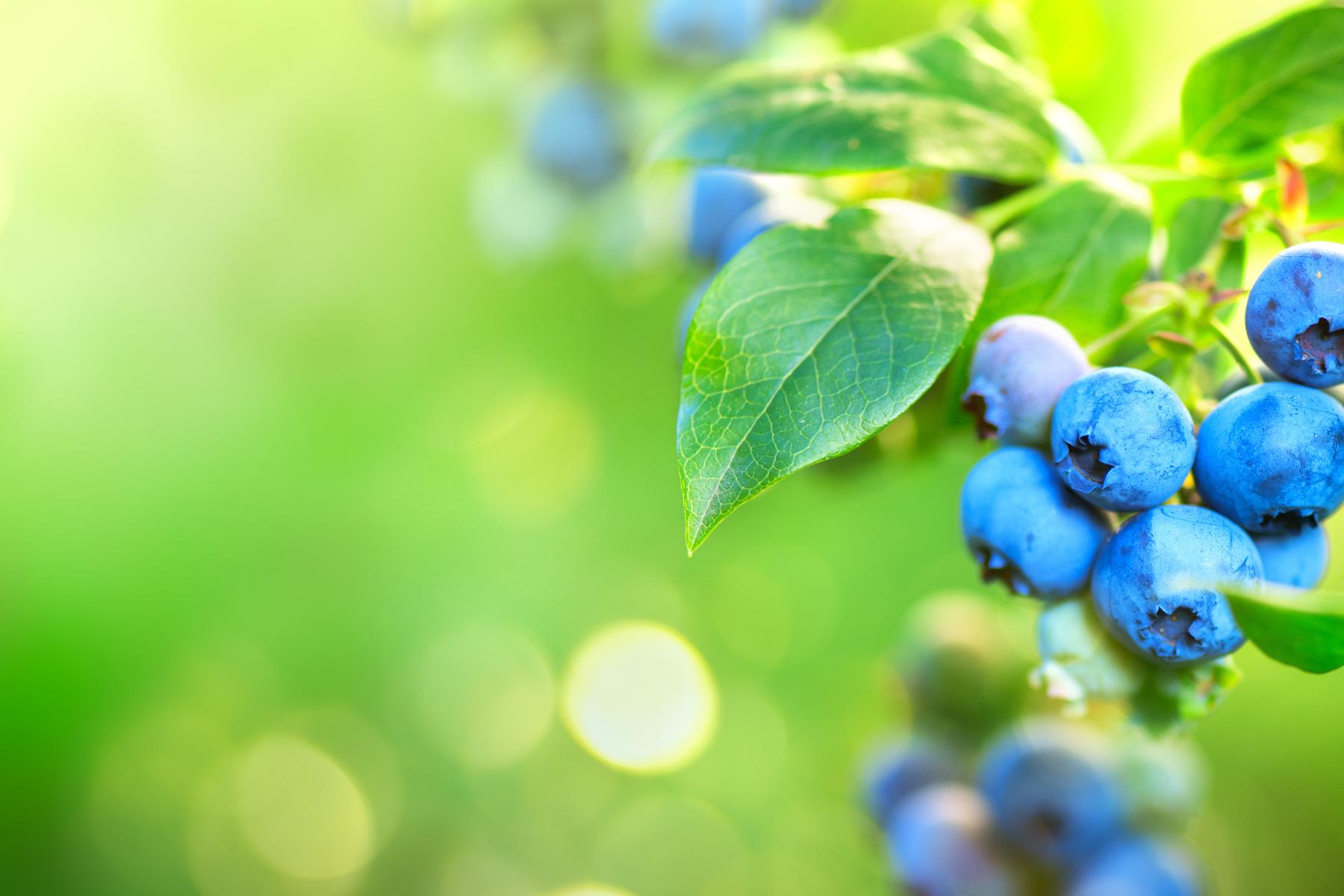 Heidelbeeren