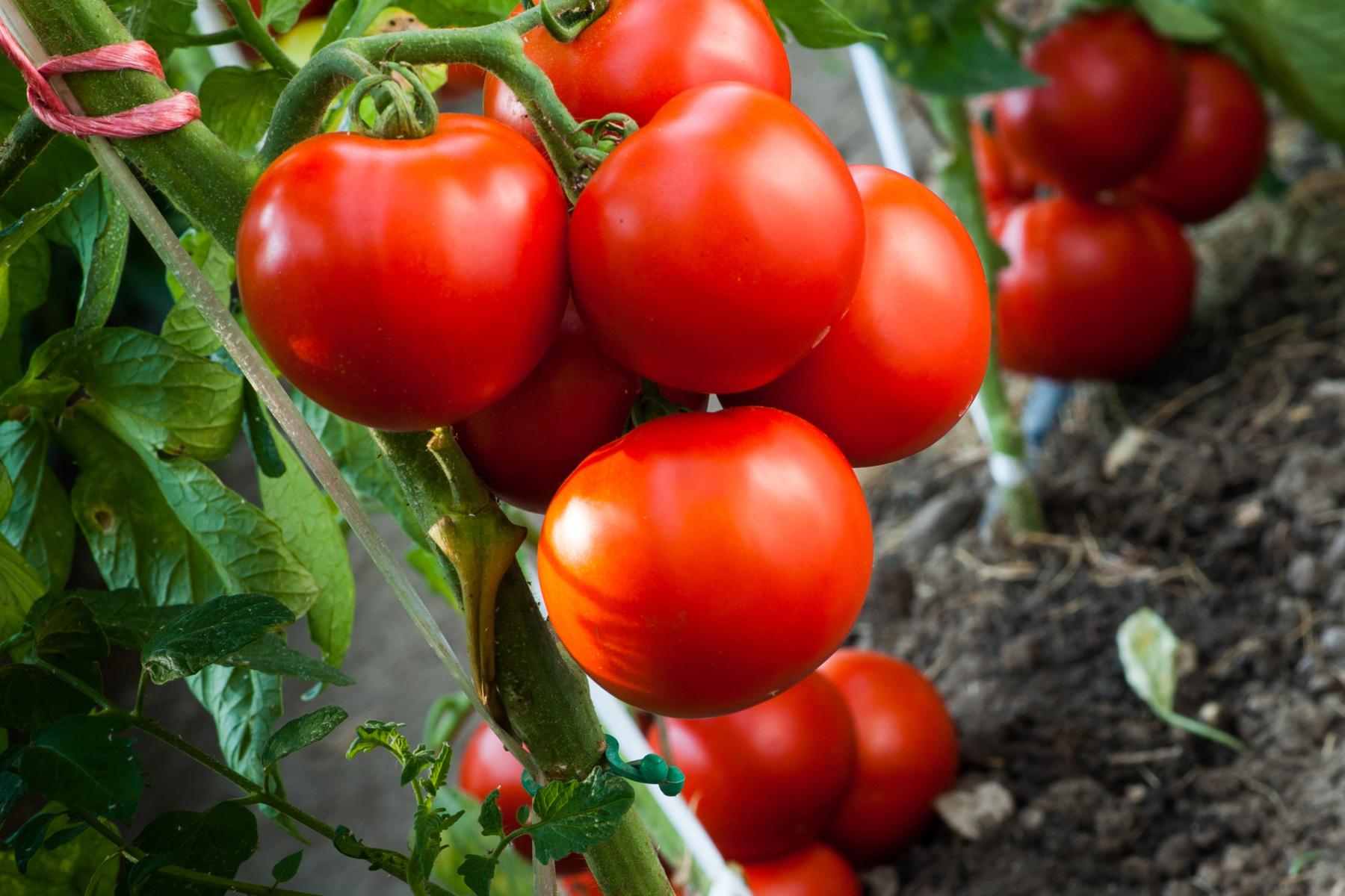 Reife rote Tomaten hängen an einem grünen Stängel in einem Beet