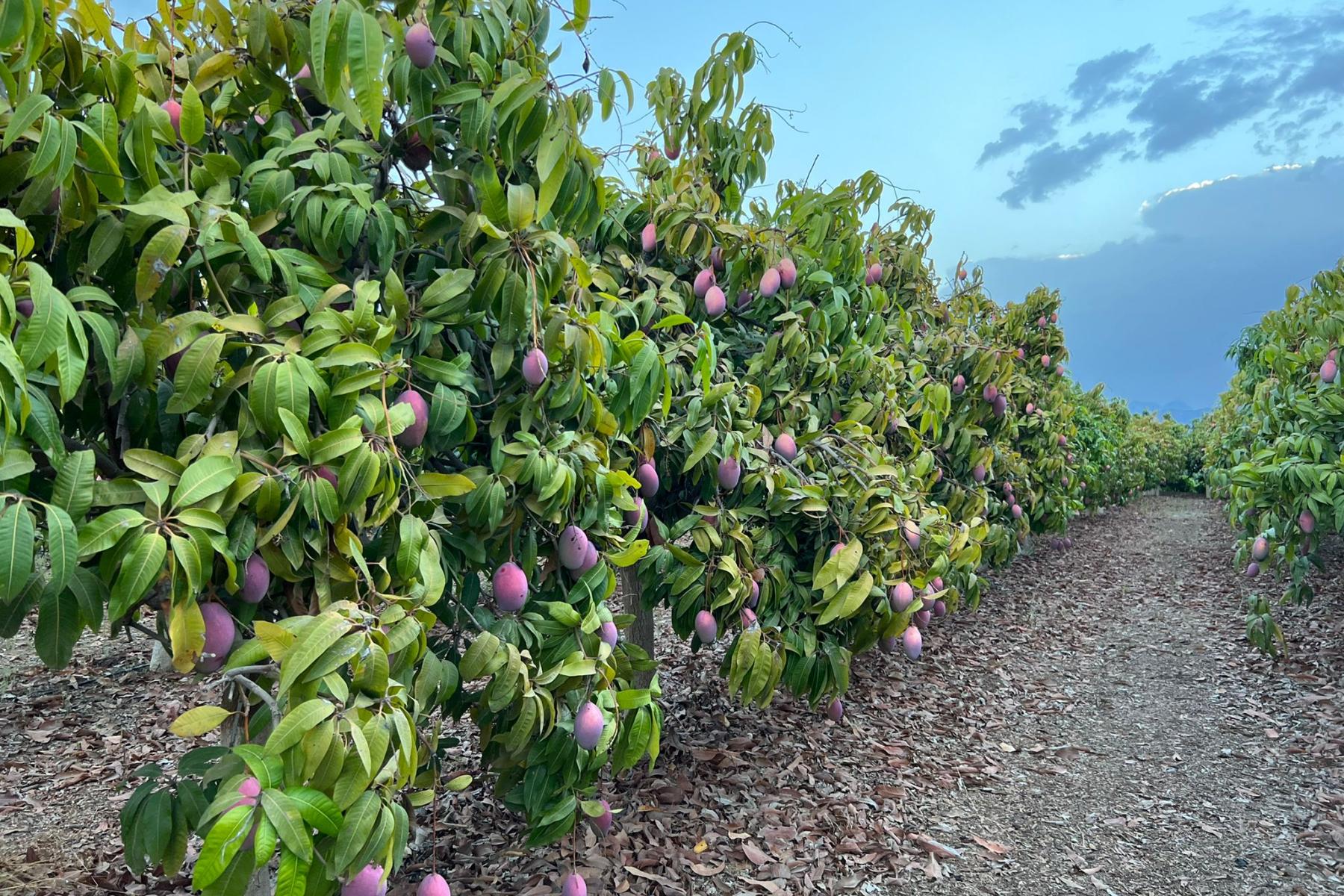 Mangos am Baum