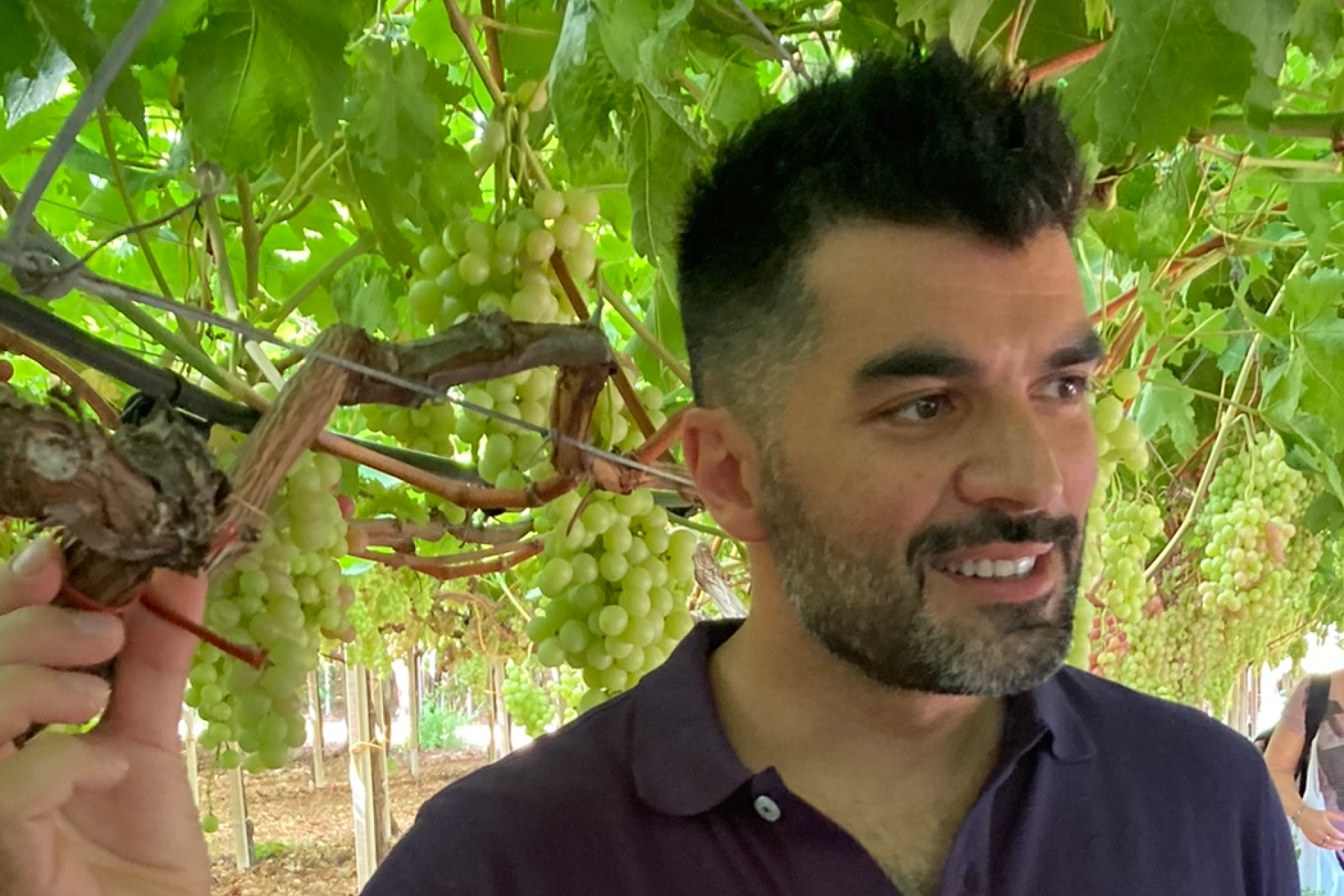 Vito Fraschini hält eine Traube der Rebsorte 'Regina di Puglia' in einem Weinberg in Italien