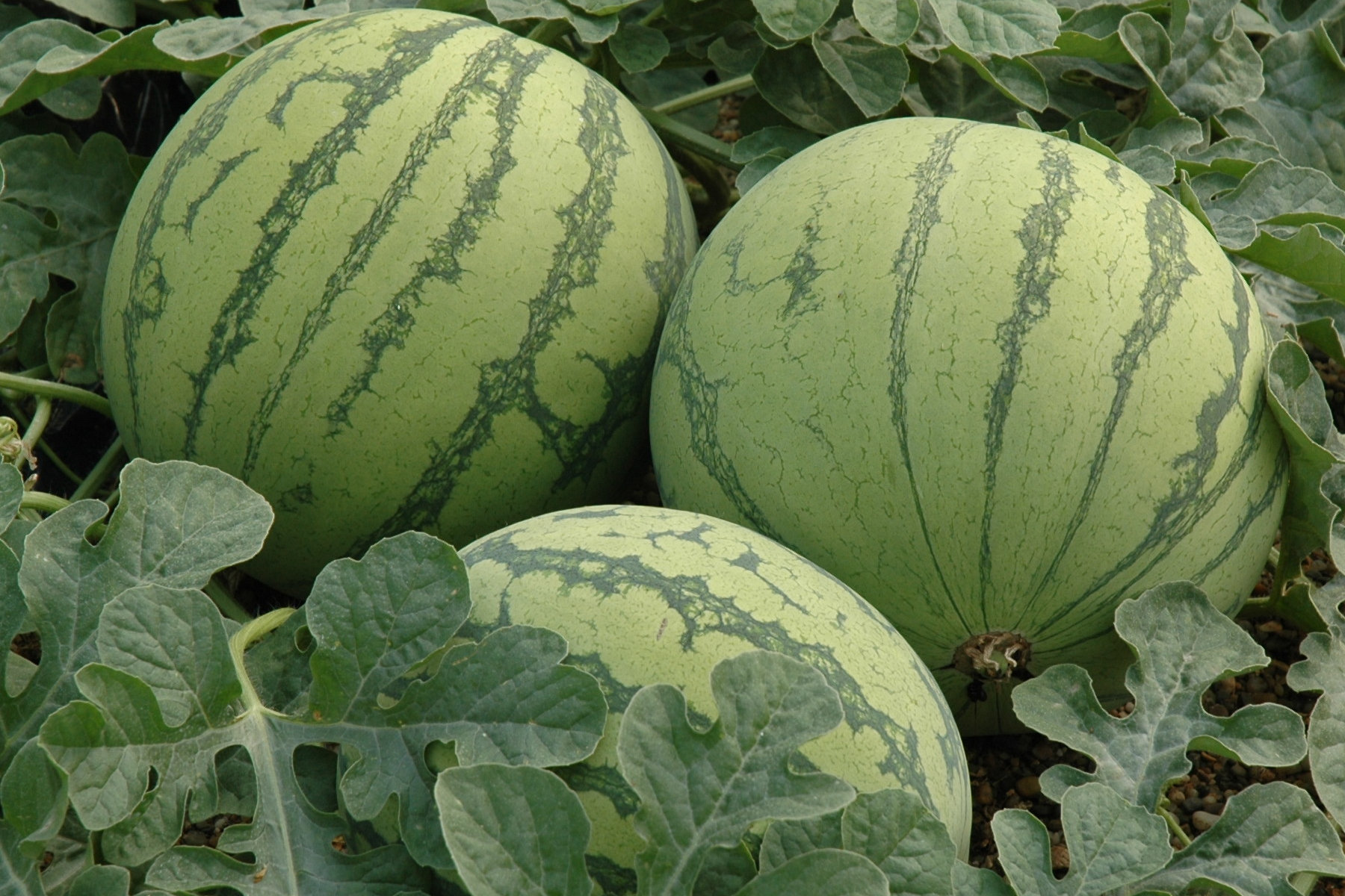 Drei noch nicht geerntete Wassermelonen auf dem Feld.