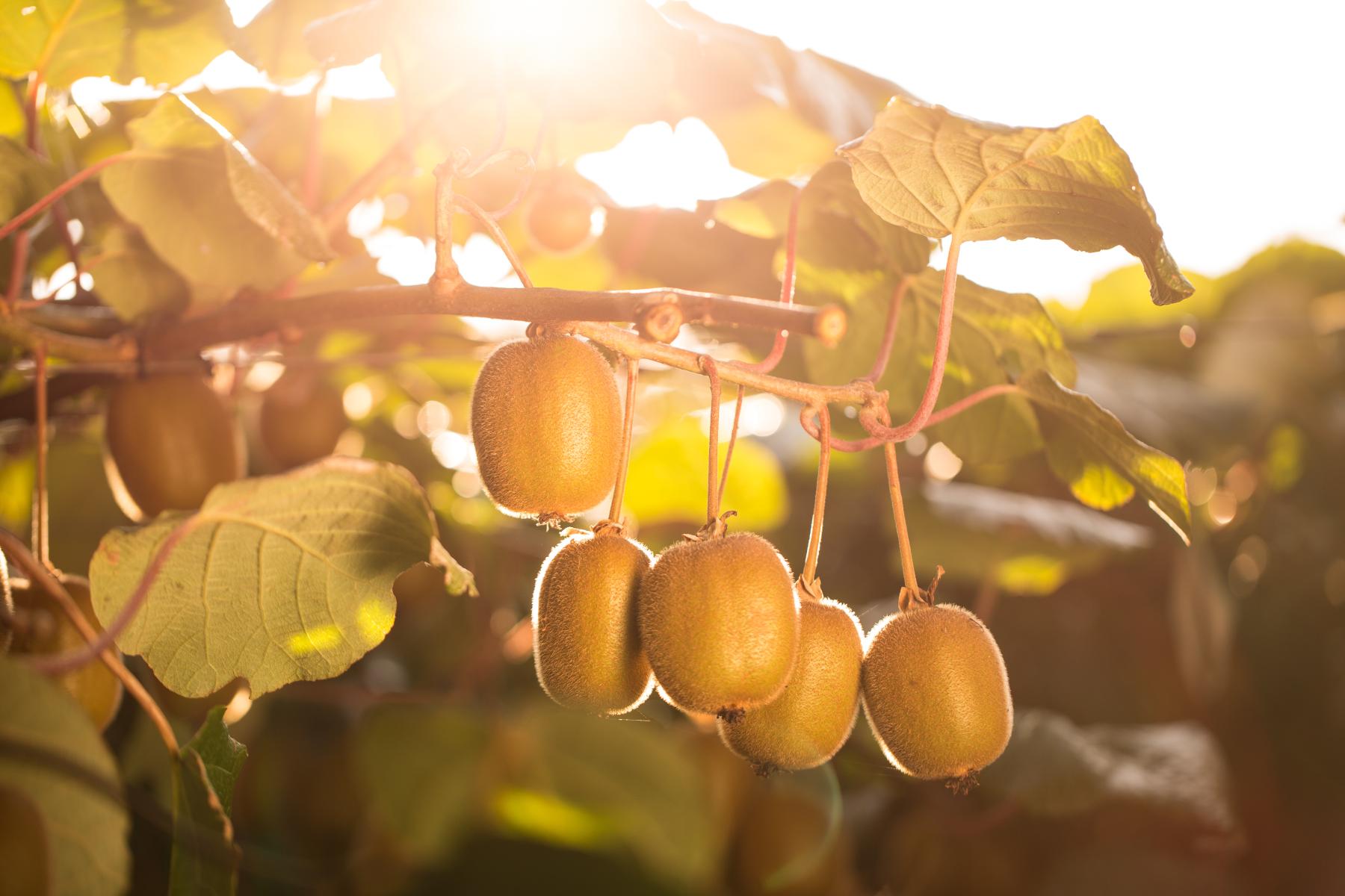 Fünf reife Kiwis hängen an einem Zweig mit grünen Blättern, Sonnenlicht scheint durch die Blätter