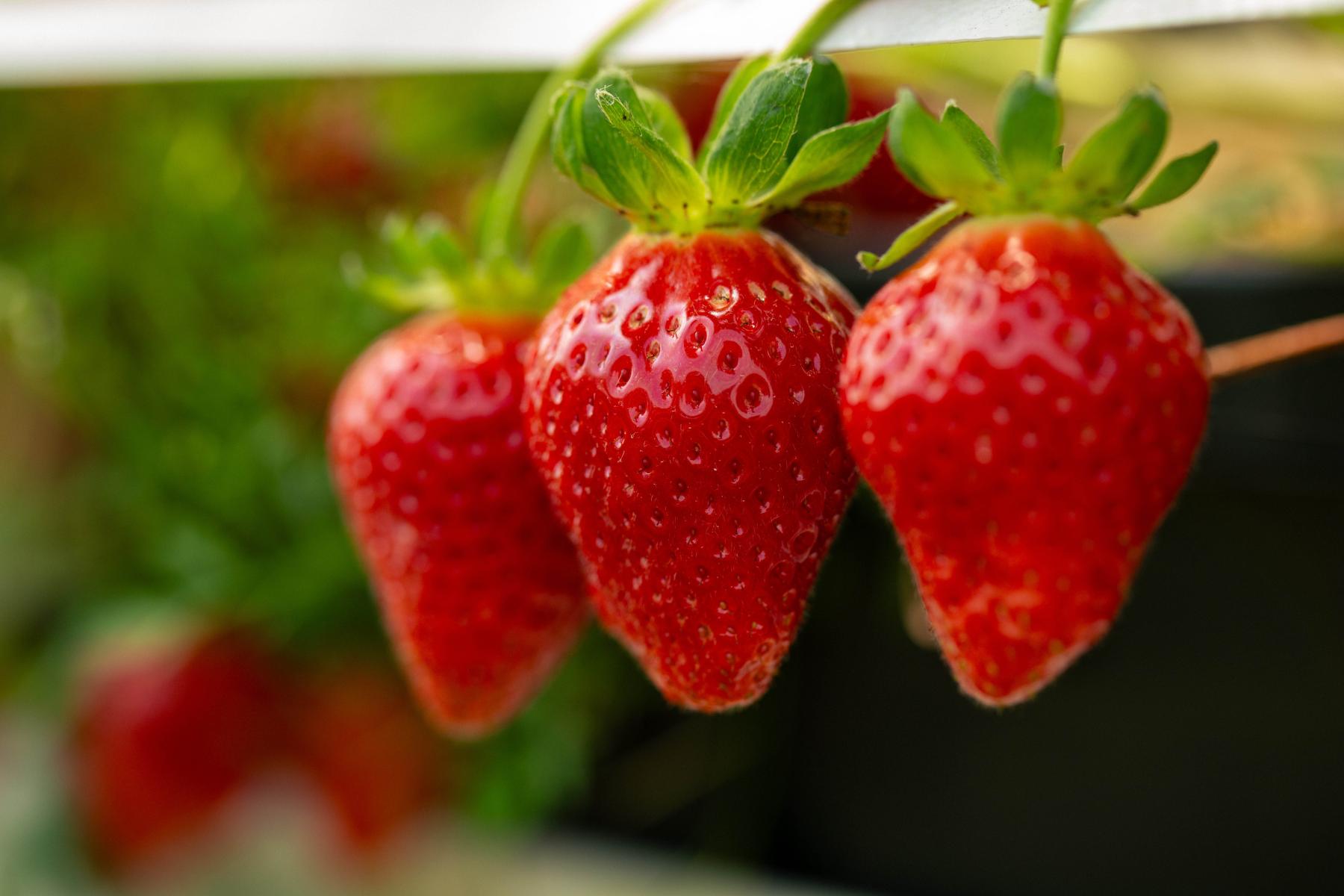 Drei reife rote ALDIna-Erdbeeren mit grünen Blättern, hängend an einem Stängel