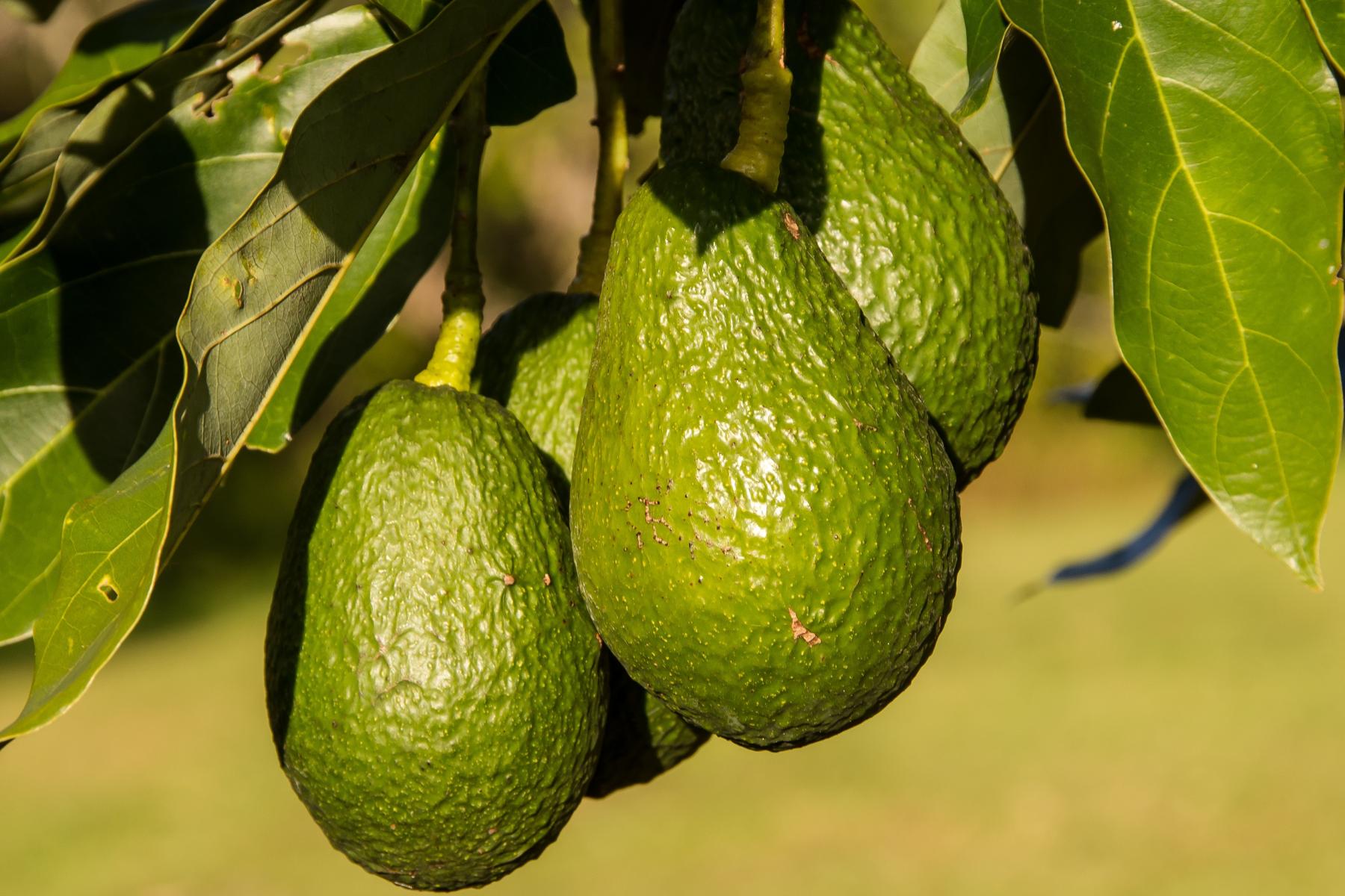 Drei grüne Avocados hängen an einem Baumzweig mit Blättern
