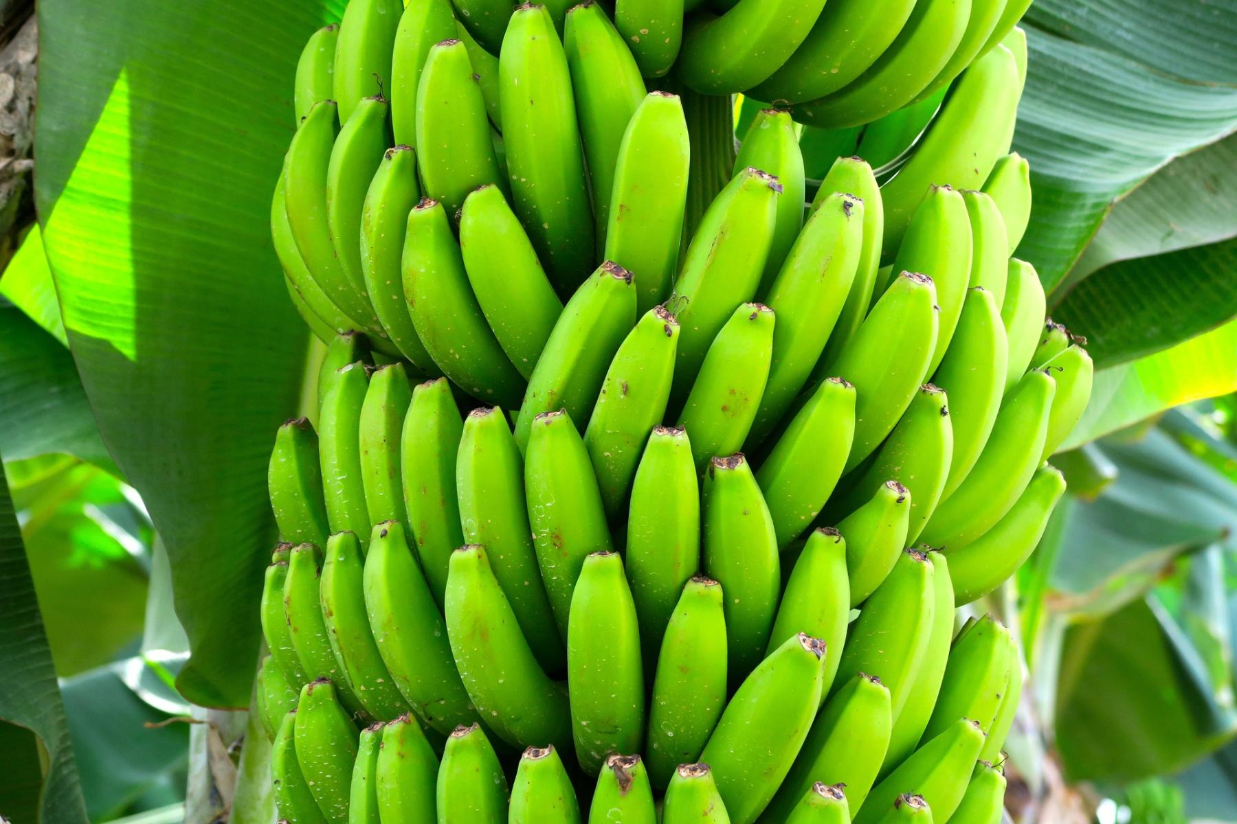 Grüne Bananenstaude mit vielen unreifen Bananen an der Pflanze