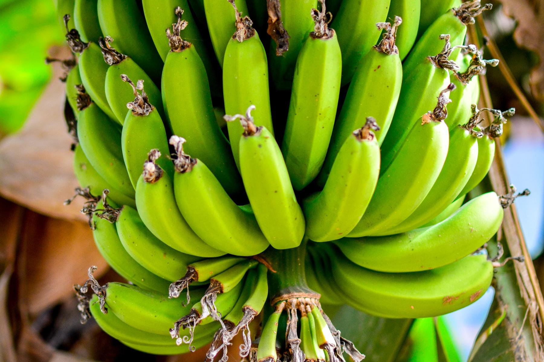 Grüne Bananenstaude mit vielen Bananen