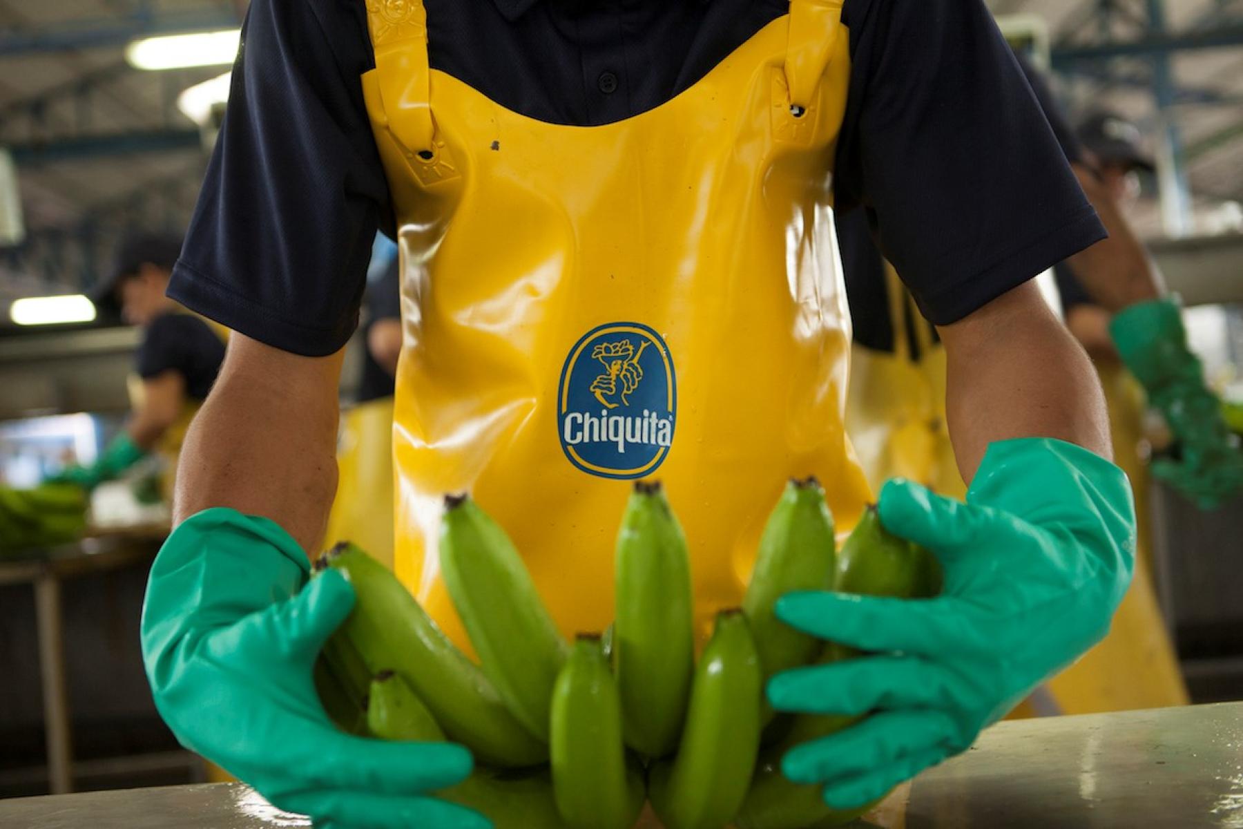 Person mit gelber Chiquita-Schürze und grünen Handschuhen hält eine Hand grüne Bananen