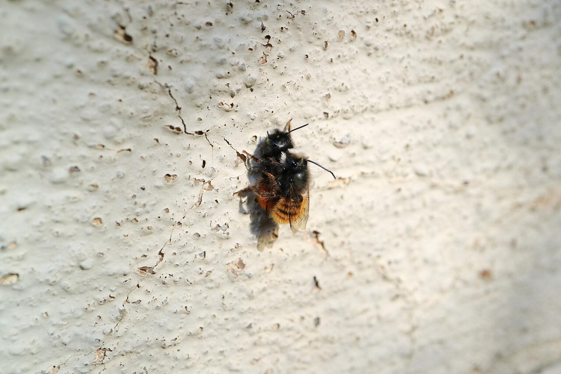 Nahaufnahme von zwei gehörnten Mauerbienen, die an einer rauen, hellen Wand sitzen