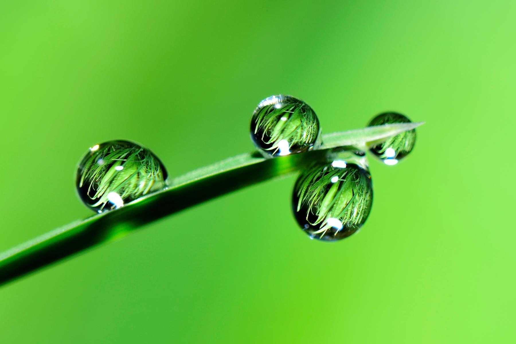 Grünes Blatt mit vier Wassertropfen auf einer glatten Oberfläche vor grünem Hintergrund