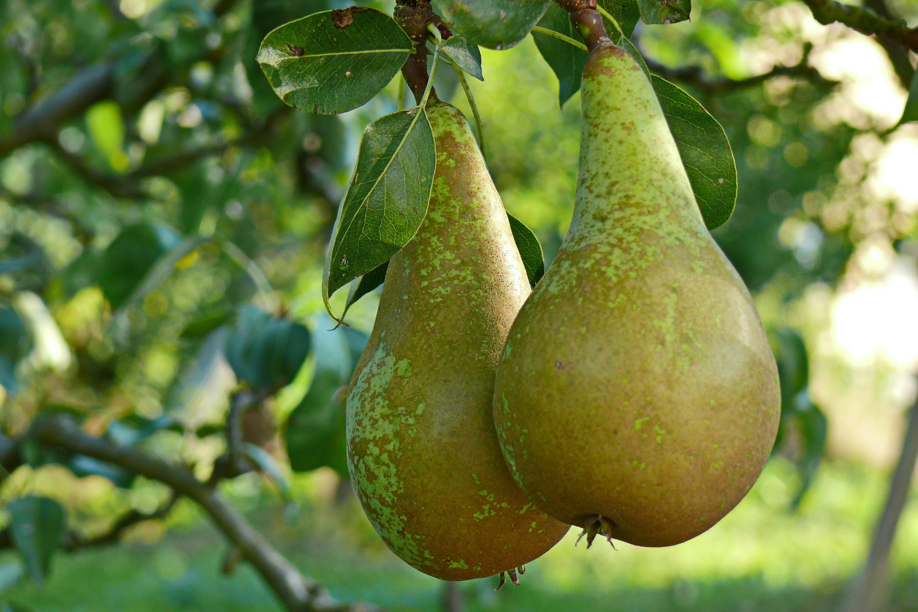 Zwei grünlich-braune Birnen hängen an einem Ast mit grünen Blättern