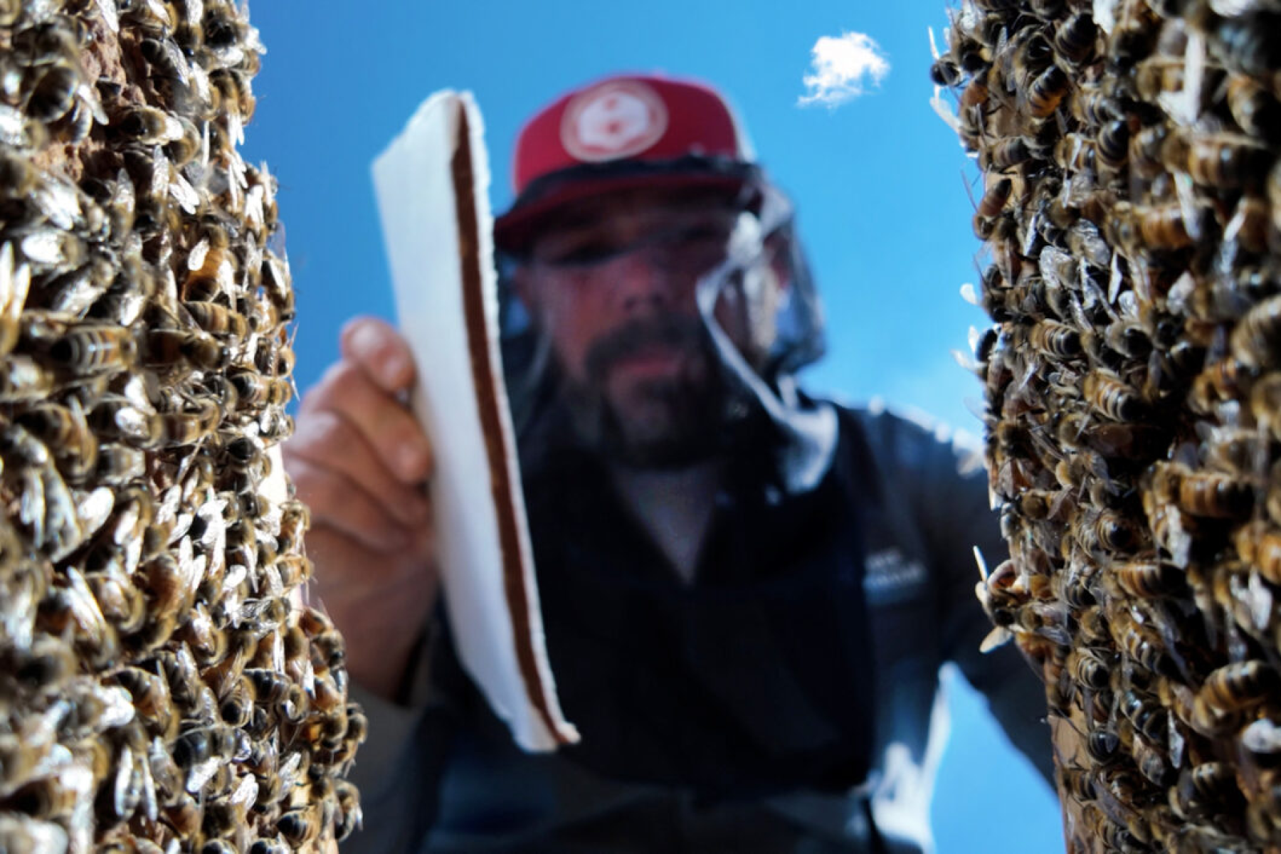 Brandon Hopkins legt neu entwickeltes Bienenfutter in einen Bienenstock, umgeben von vielen Bienen