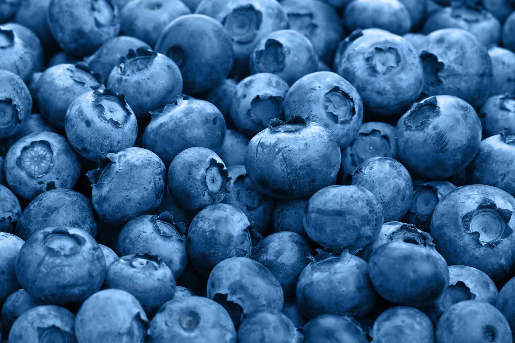 viele Heidelbeeren