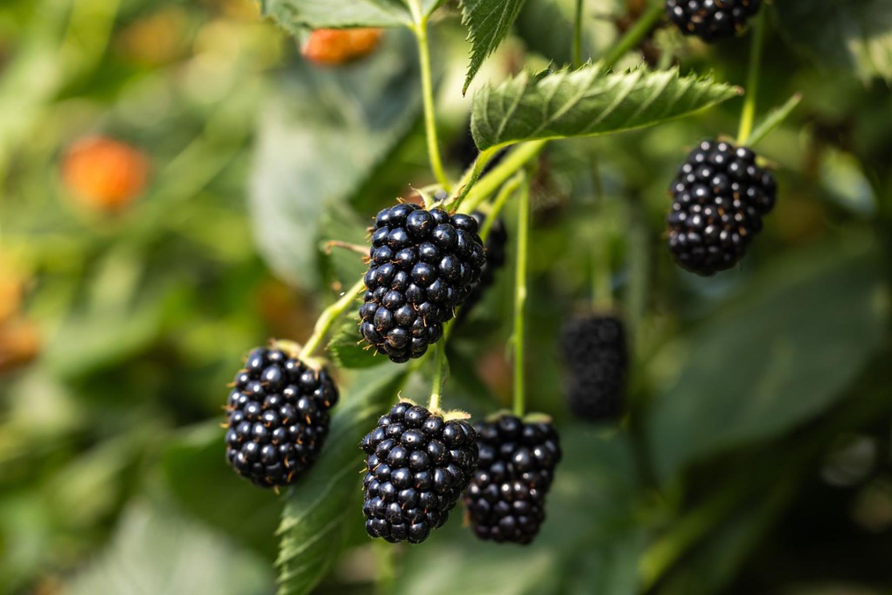Reife schwarze Brombeeren hängen an einem Zweig mit grünen Blättern