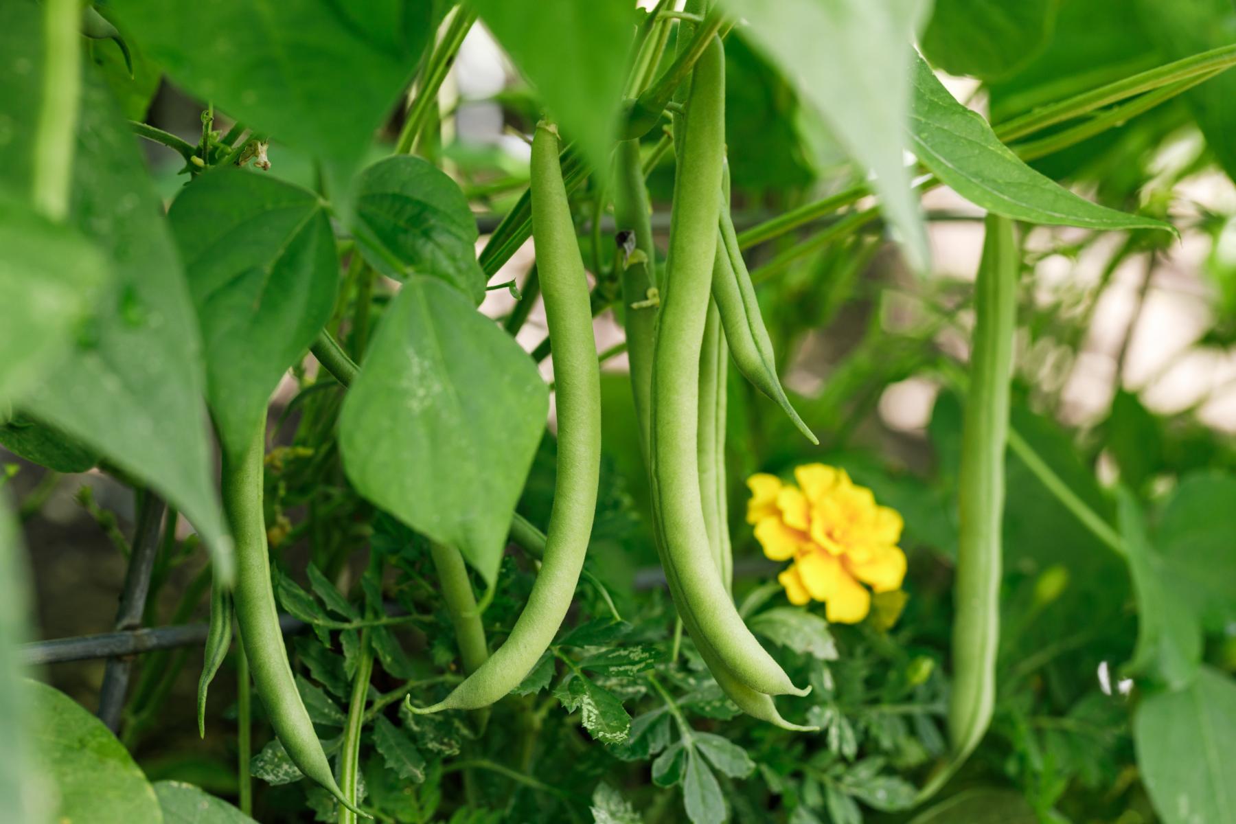 Grüne Buschbohnen hängen an Pflanzen mit grünen Blättern und einer gelben Blüte im Hintergrund