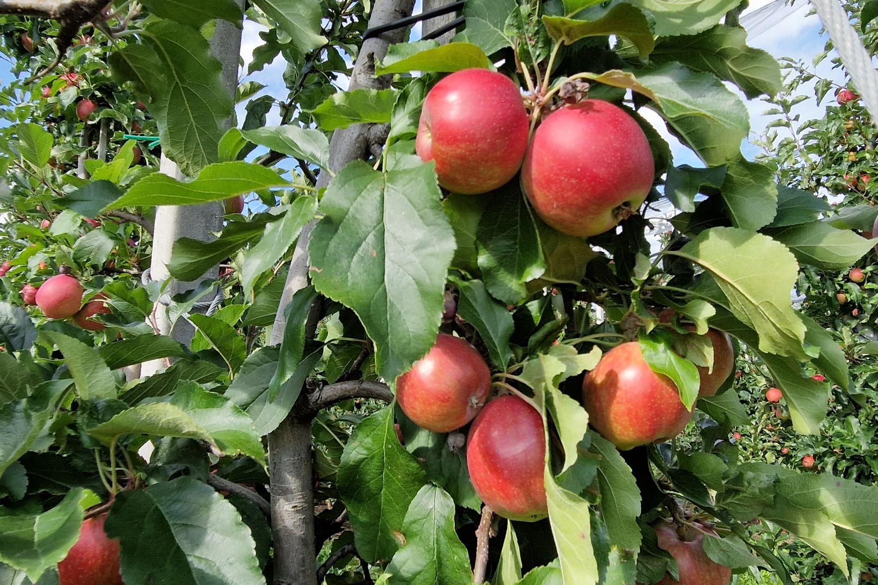 rote Äpfel am Baum