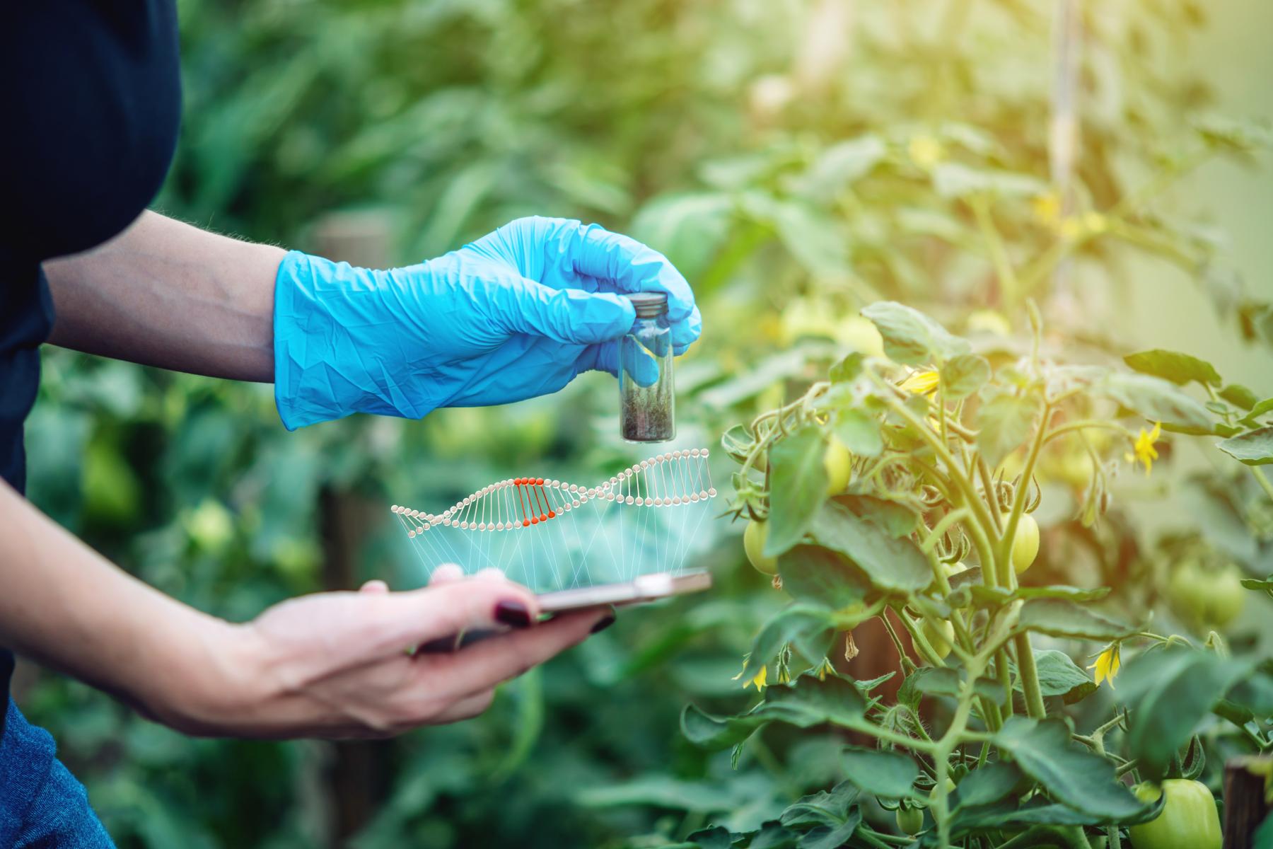 Person hält Glasröhrchen mit Pflanzenmaterial und ein Tablet mit DNA-Daten neben Tomatenpflanzen