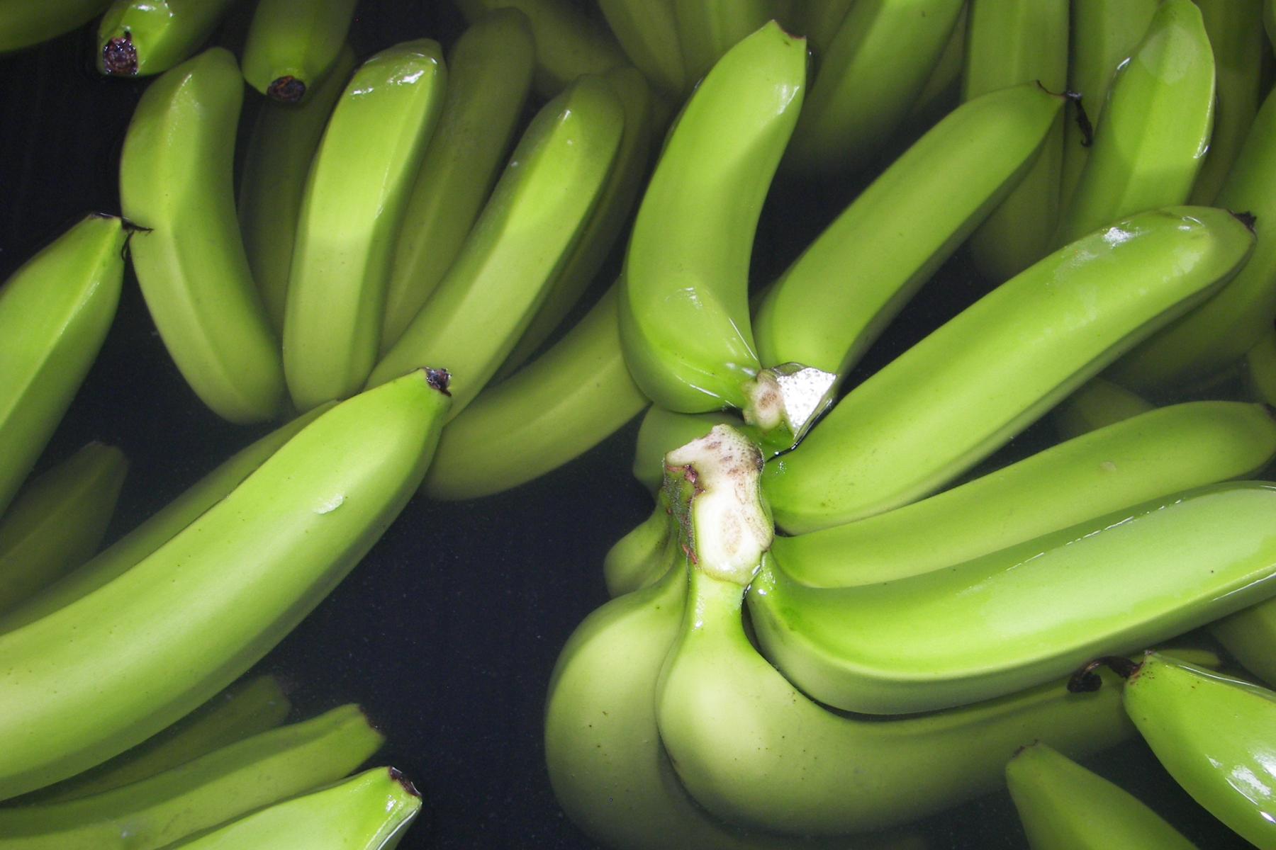 Grüne Bananen, frisch geerntet und in Wasser getaucht zur Verpackung
