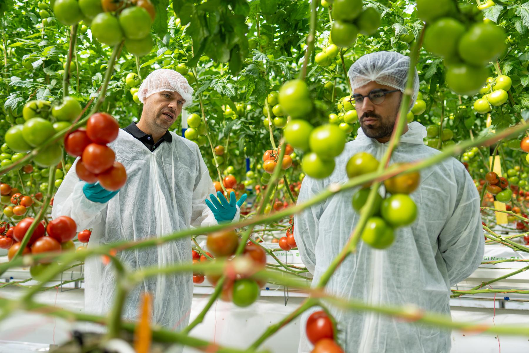 Zwei Personen in weißen Schutzanzügen und blauen Handschuhen stehen zwischen grüne und rote Tomaten in einem Gewächshaus
