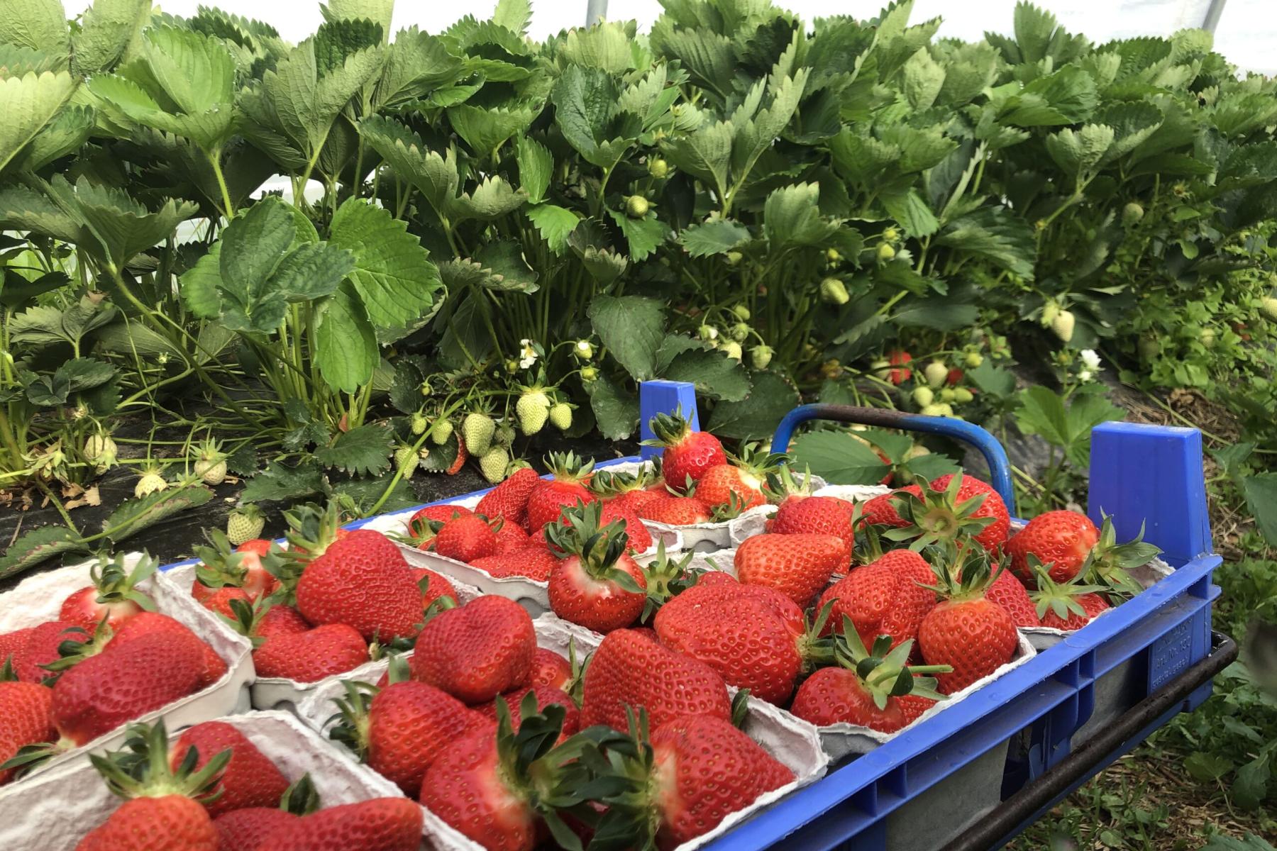 Mehrere Schalen mit frisch gepflückten roten Erdbeeren vor grünen Erdbeerpflanzen in einem Gewächshaus