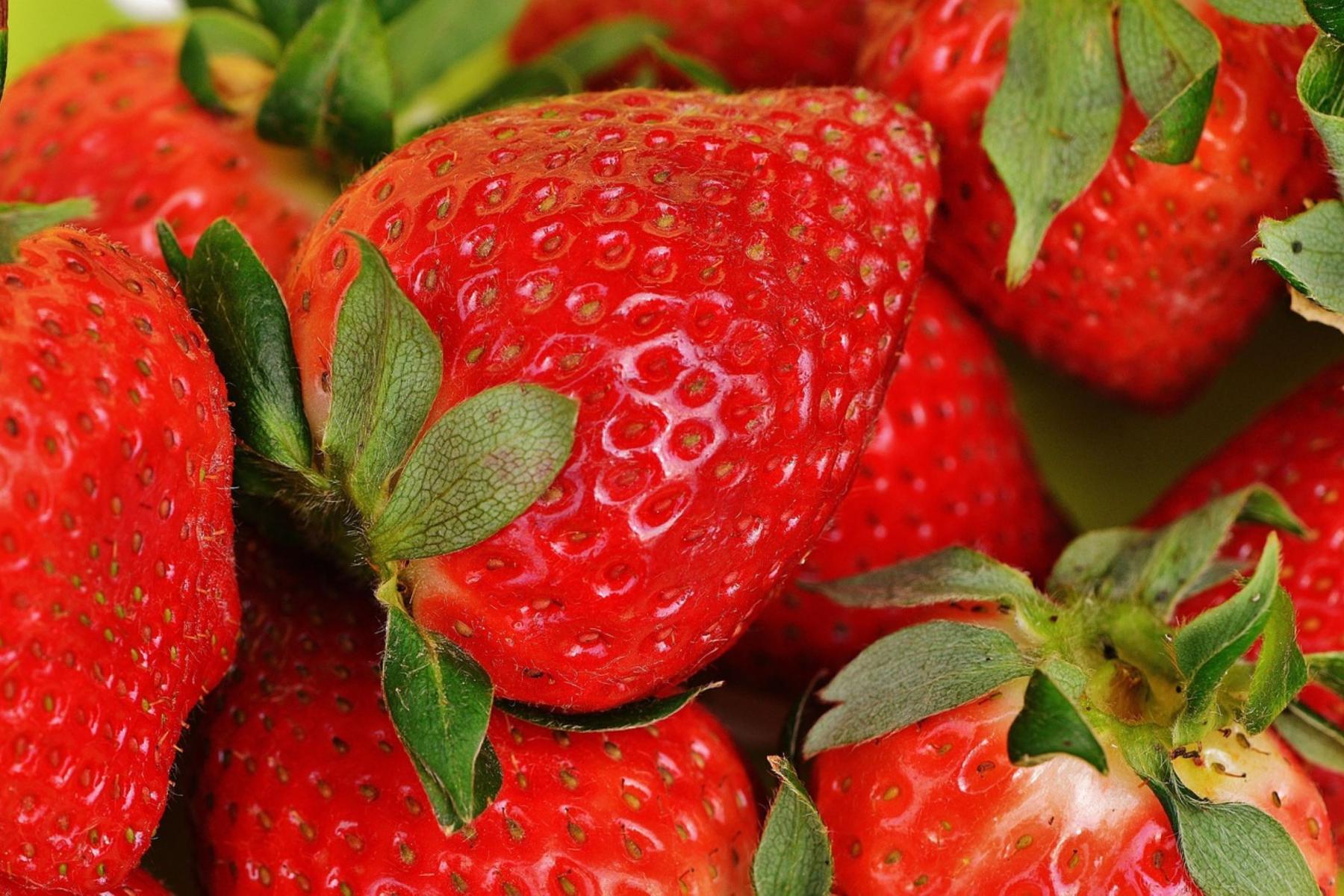 Nahaufnahme mehrerer reifer roter Erdbeeren mit grünen Blättern