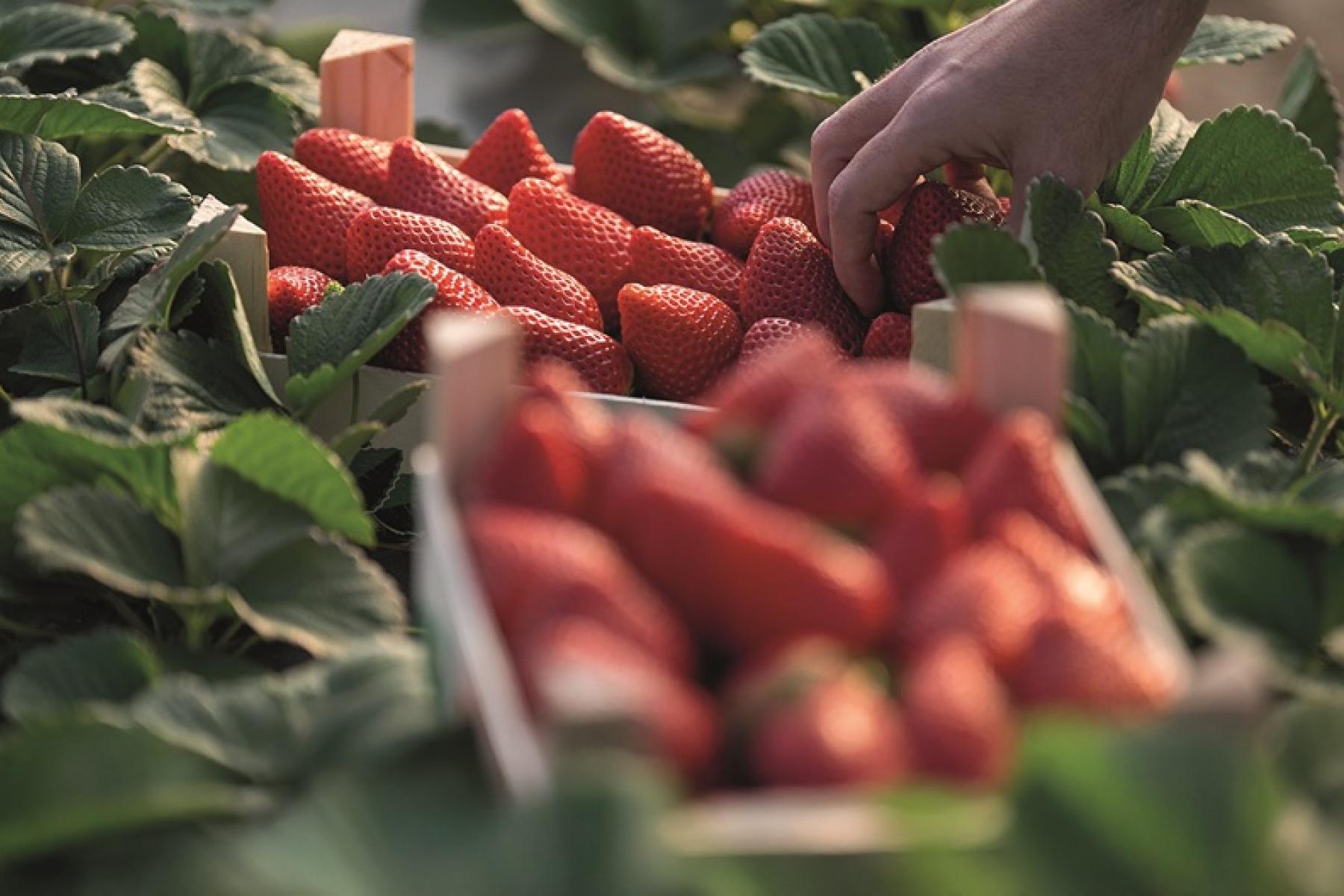 Hand pflückt reife Erdbeeren und legt sie in einen Korb zwischen Erdbeerpflanzen