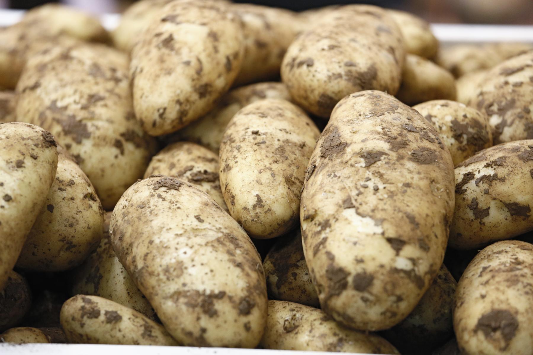 Frische, ungewaschene Kartoffeln mit Erde auf der Schale