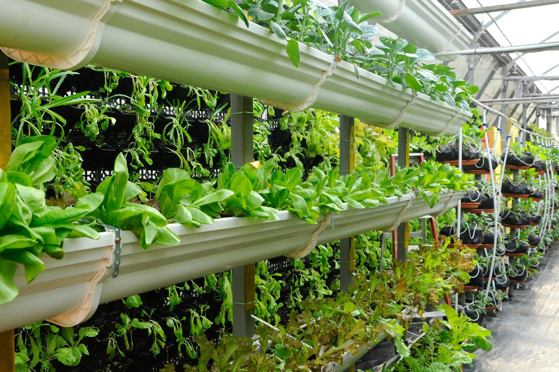 Vertikale Anordnung von grünen Salatpflanzen in einem Gewächshaus mit Bewässerungssystem